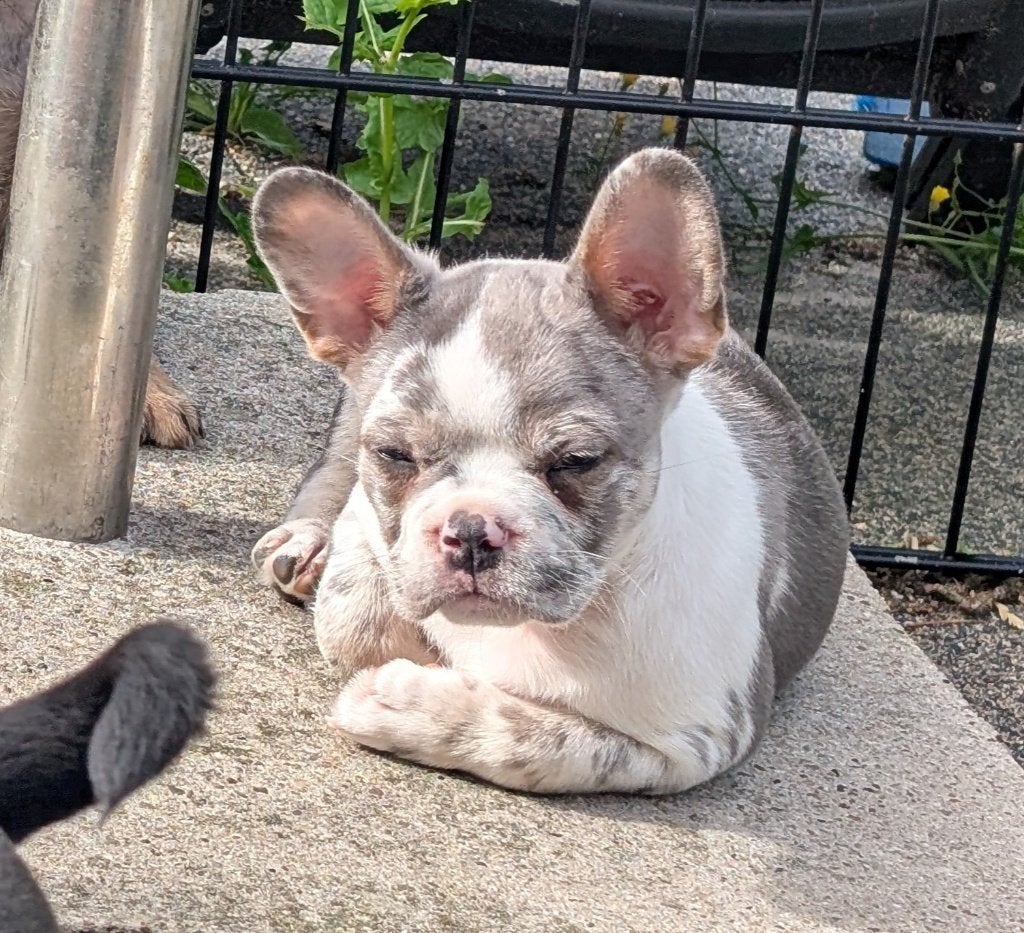 franse bulldog reutje, met garantie en verzekering, Dieren en Toebehoren, Honden | Bulldogs, Pinschers en Molossers, Reu, Bulldog