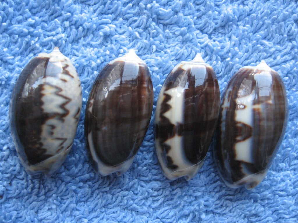 Schelpen: Oliva bulbosa fabagina Lam. f++g 23-32mm+, Verzamelen, Ophalen of Verzenden, Schelp(en)