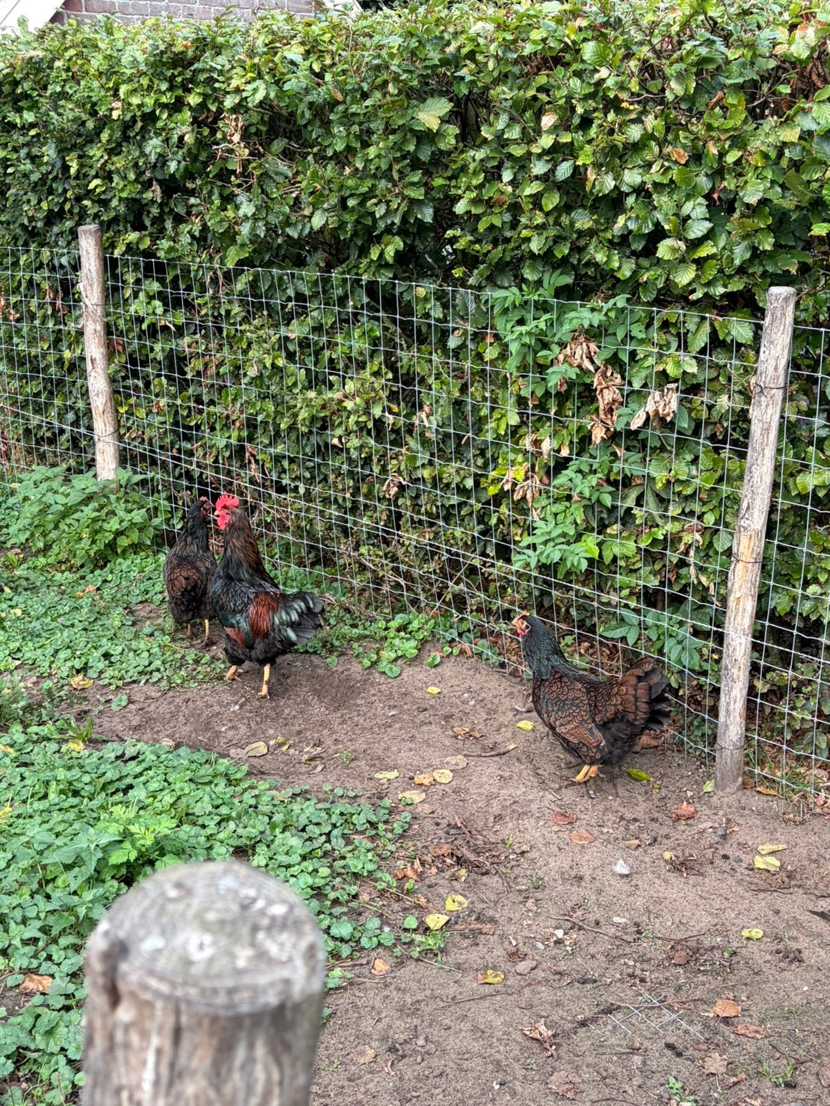 Mooi trio Barnevelders dubbel gezoomd, Meerdere dieren, Kip