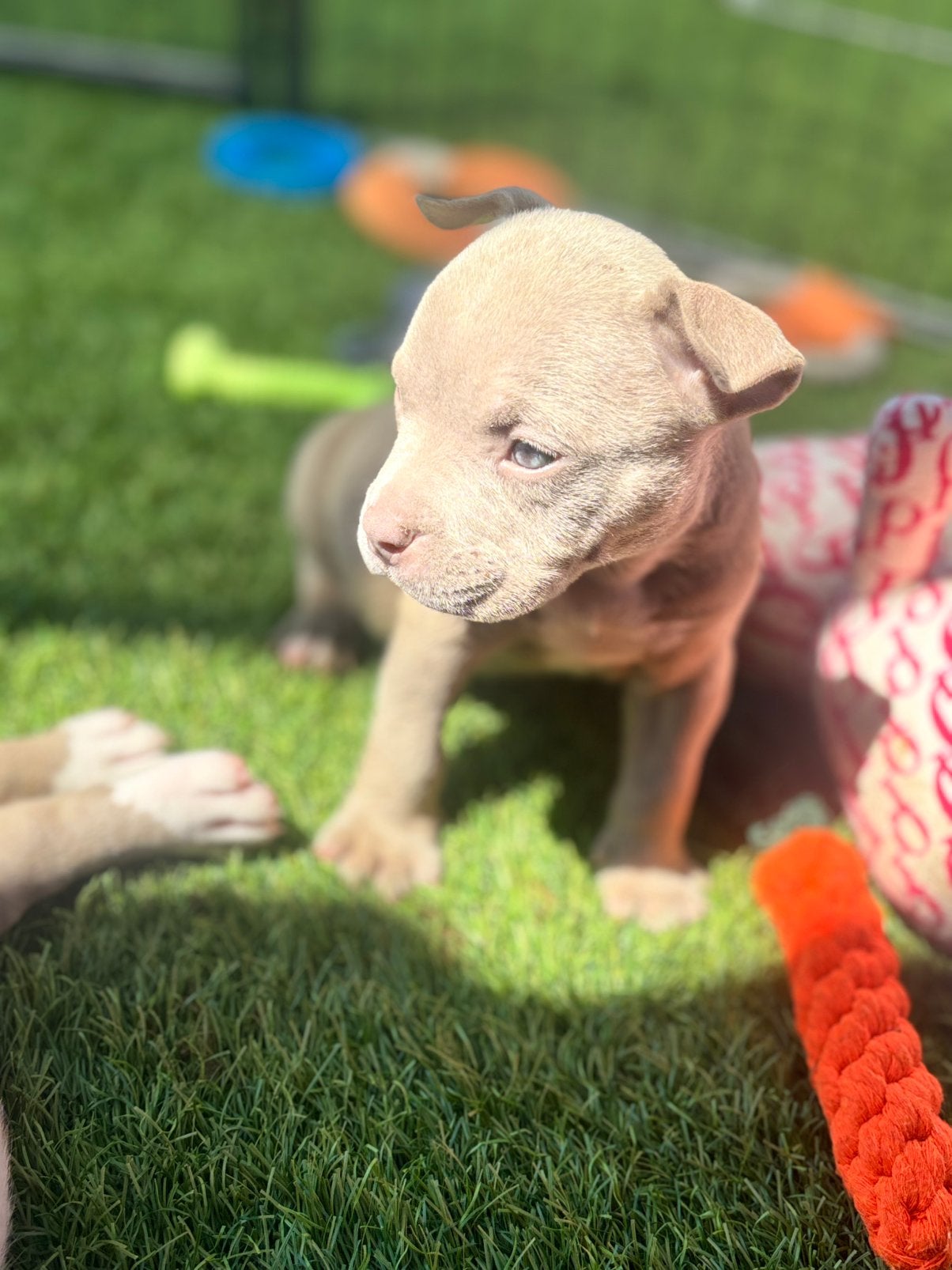 Pocket bullys, Dieren en Toebehoren, Honden | Niet-rashonden, Teef, Meerdere, Middel, Nederland