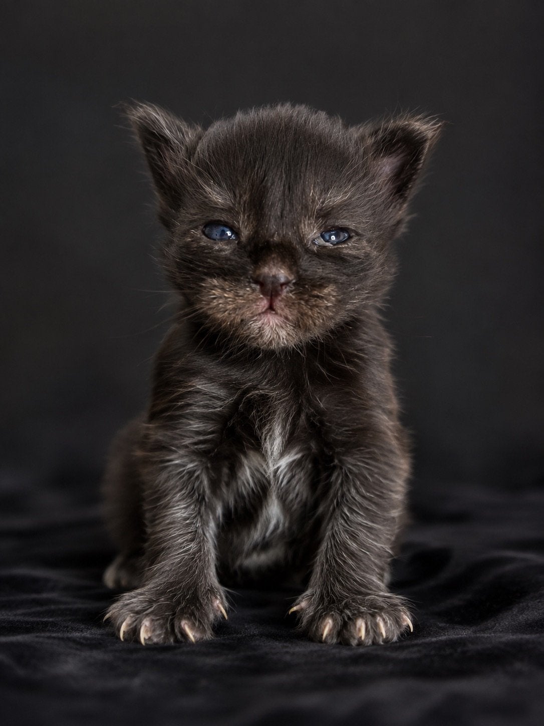 XXL Maine Coon 1 katertje polydactyl, Dieren en Toebehoren, Katten en Kittens | Raskatten | Langhaar, Meerdere dieren, Gechipt