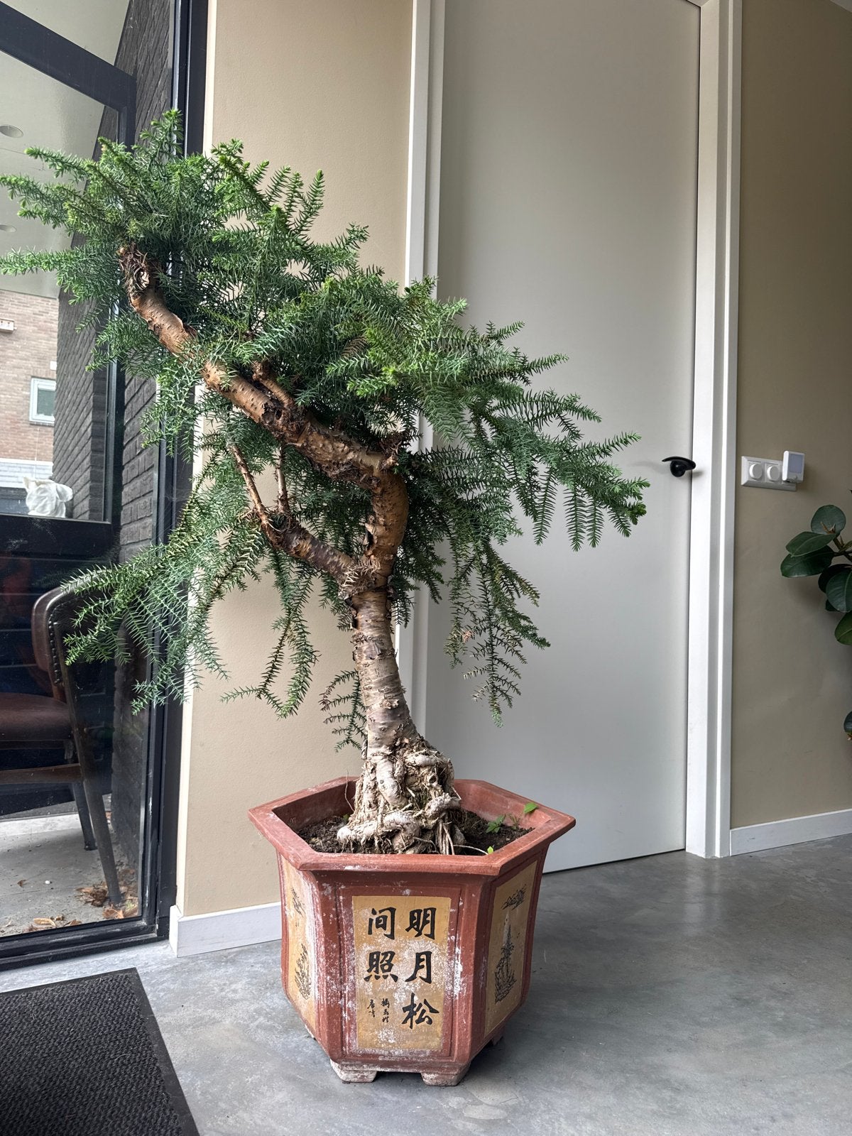 Indrukwekkende Araucaria Bonsai - 130 cm hoog, Ophalen, 100 tot 150 cm, Halfschaduw, In pot