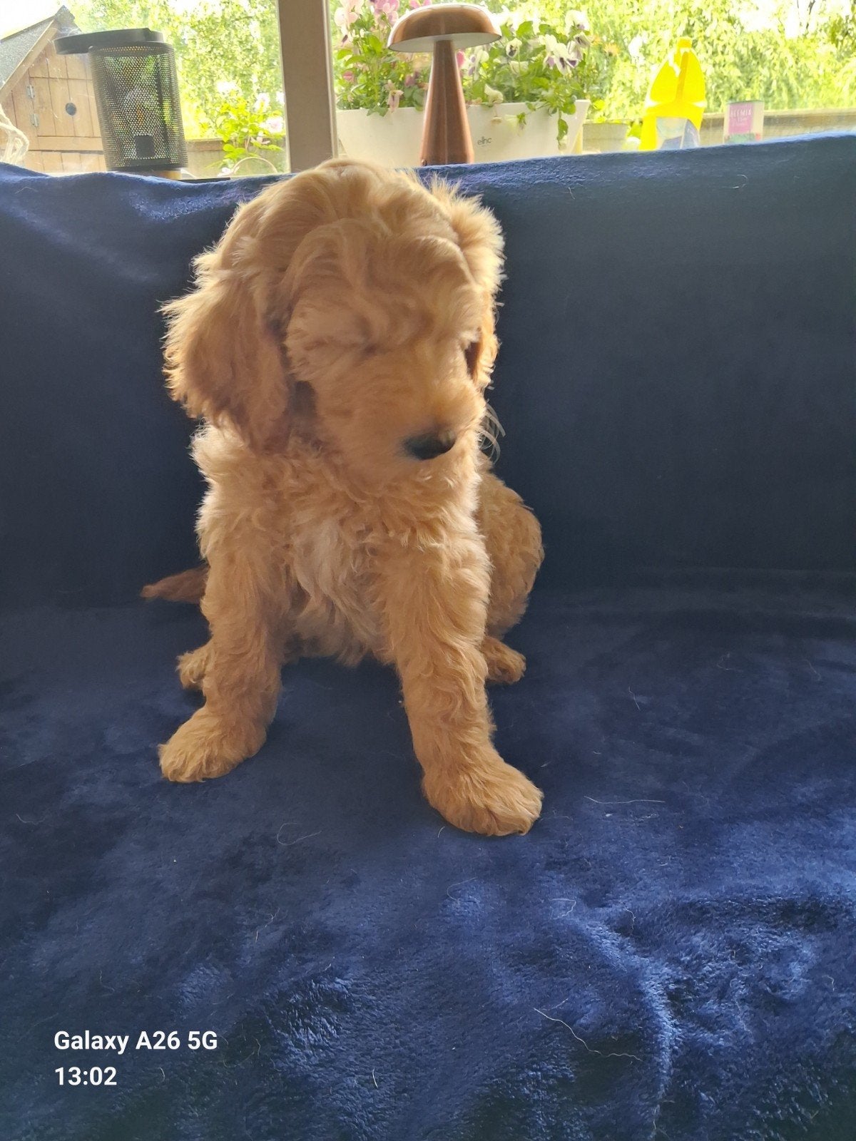 Angel en Stitch labradoodle  pupjes, mogen nu verhuizen., Overige rassen, Meerdere, Meerdere dieren, Nederland