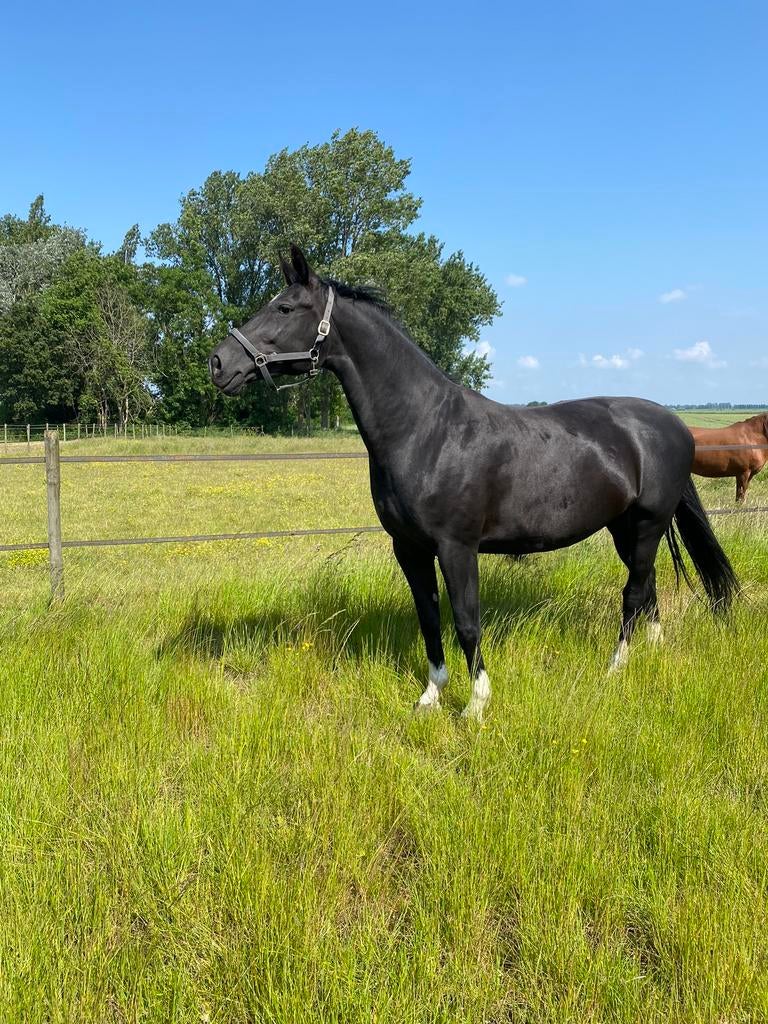 Allround KEUR/PROK merrie (2012), Merrie, Dressuurpaard