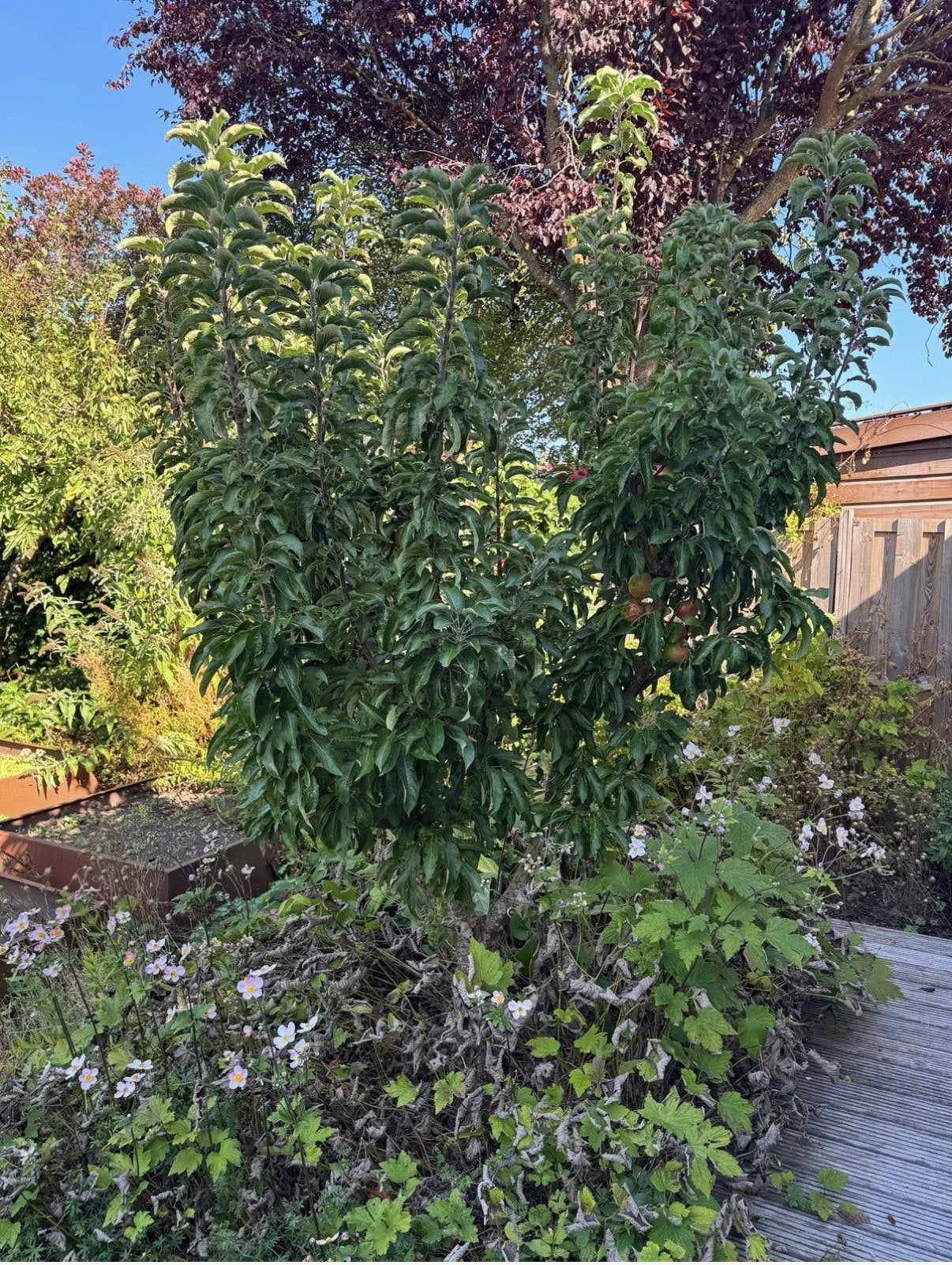 Prachtige appelboom, Tuin en Terras, Ophalen, 250 tot 400 cm, Appelboom, Zomer