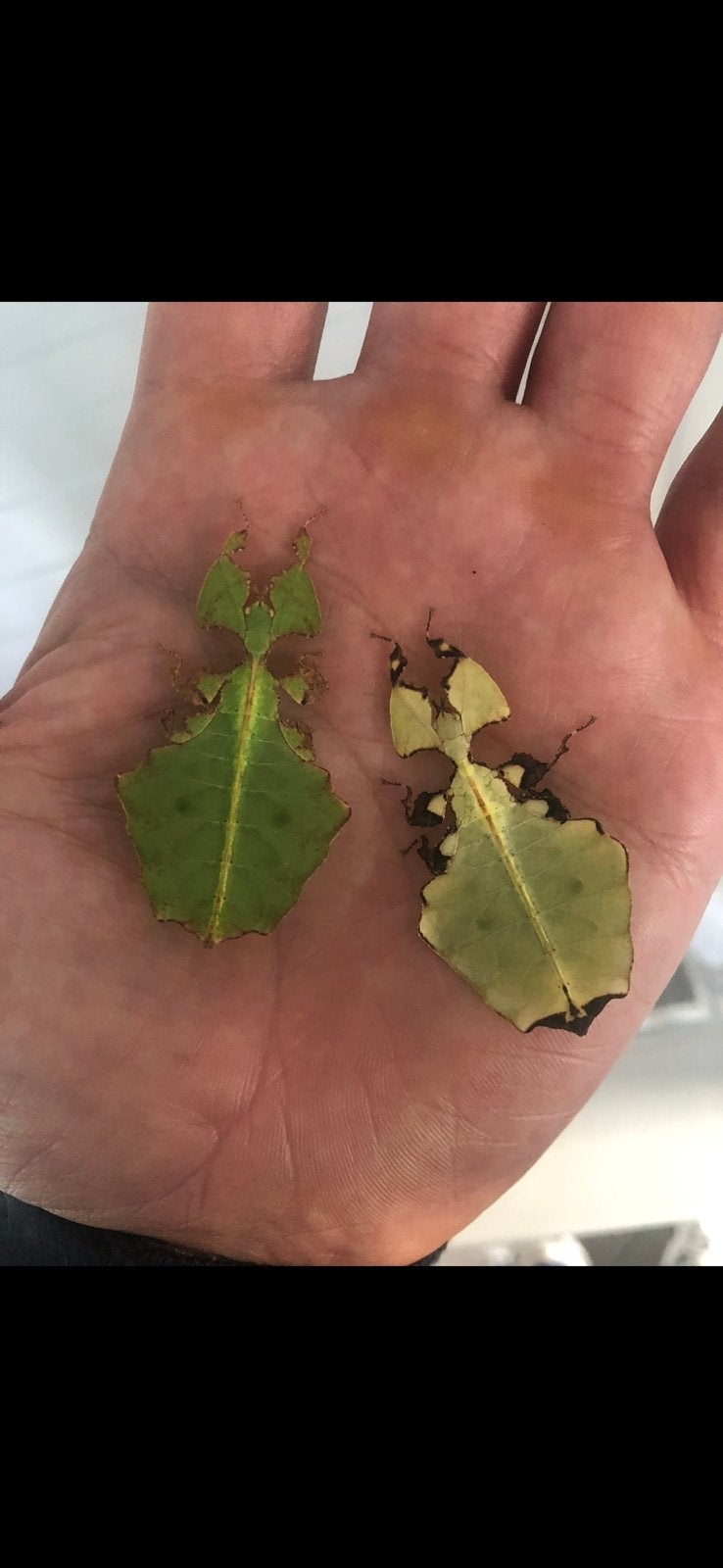 Eitjes van het wandelend blad phyllium Giganteum, Dieren en Toebehoren, Wandelende tak