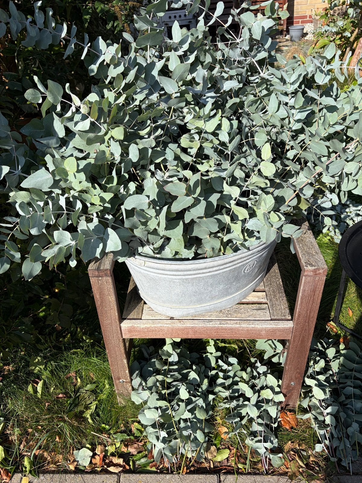 Verse Eucalyptus takken - Decoratief en geurend, Volle zon, Vaste plant, Bloeit niet, Ophalen