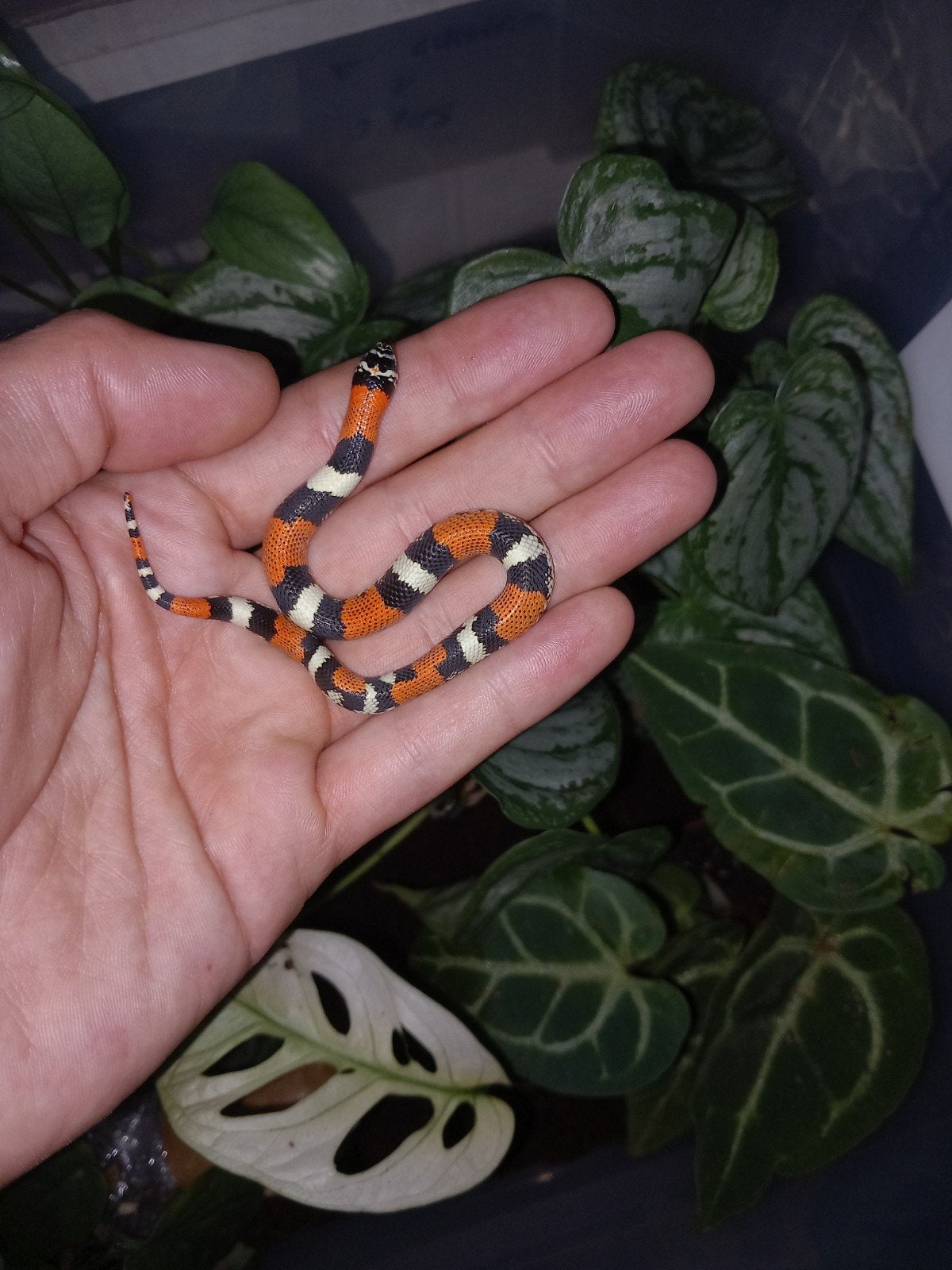 Xenodon pulcher - driekleurige haakneus - tricolor hognose Hognose Snake photo 2