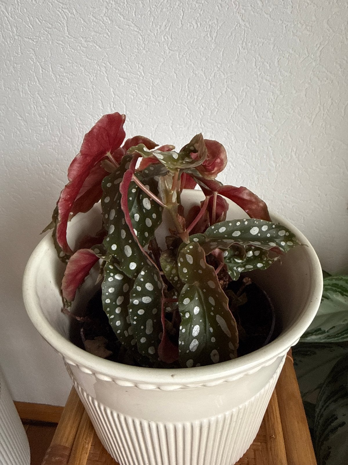 Mooie stippenbegonia (Begonia Maculata), Ophalen, Overige soorten, Halfschaduw, Minder dan 100 cm