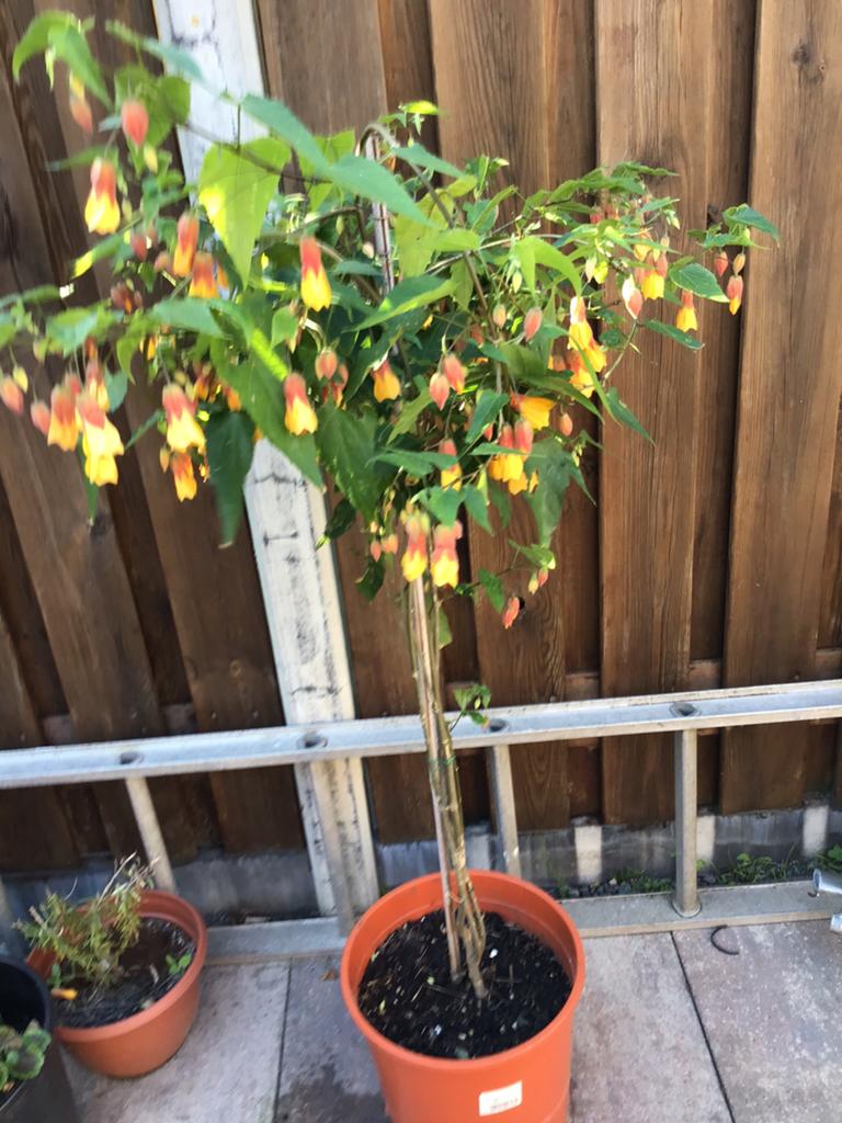 Aboeltion boompje, Tuin en Terras, Planten | Fruitbomen, Ophalen, Minder dan 100 cm, Overige soorten, Zomer