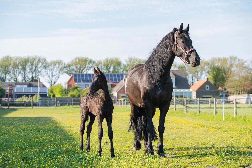 9 jarige Friese merrie Alwin x Beart, Merrie, Met stamboom, L, 7 tot 10 jaar