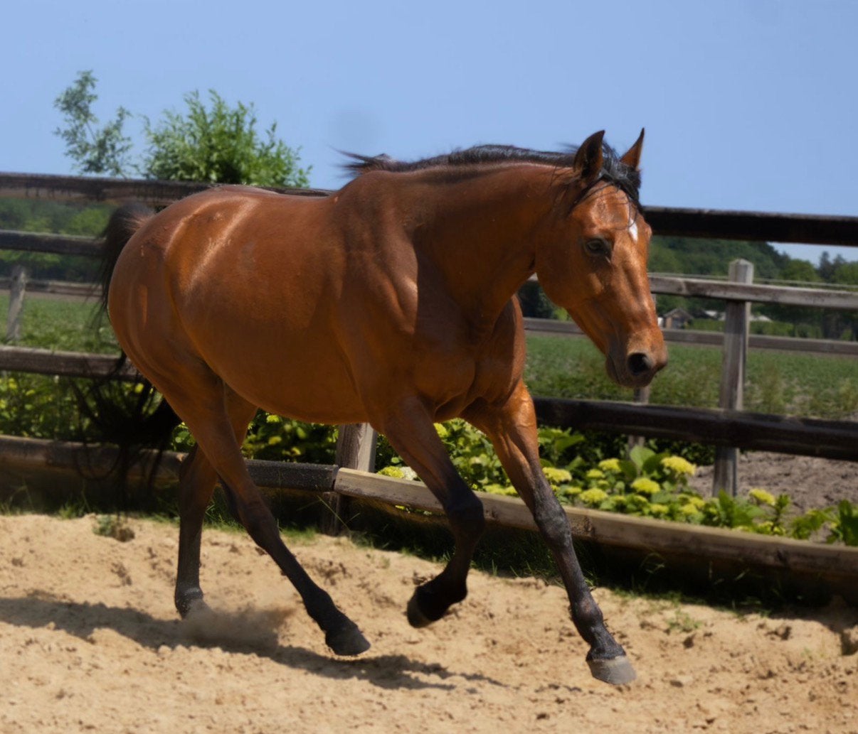 Lieve draver James (7 jaar) – coachings-/gezelschapspaard, Dieren en Toebehoren, Ruin