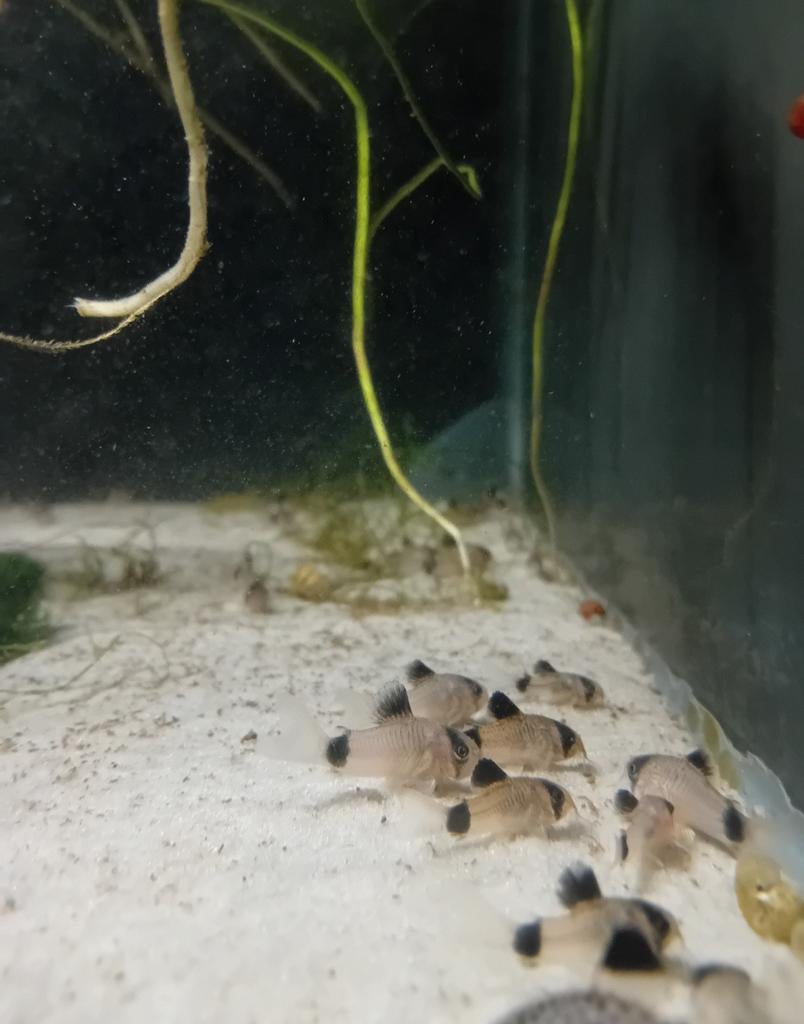 Corydora Panda, Dieren en Toebehoren, Vis