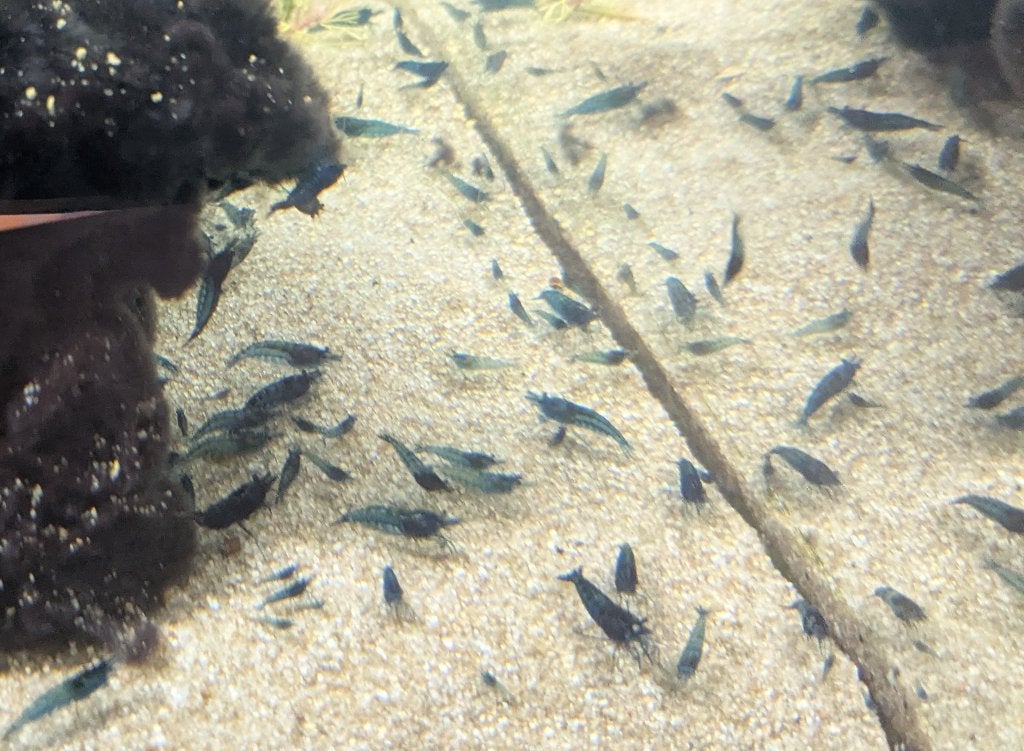 Blauwe Neocaridina Garnalen, Dieren en Toebehoren, Vissen | Aquariumvissen, Kreeft, Krab of Garnaal, Zoetwatervis
