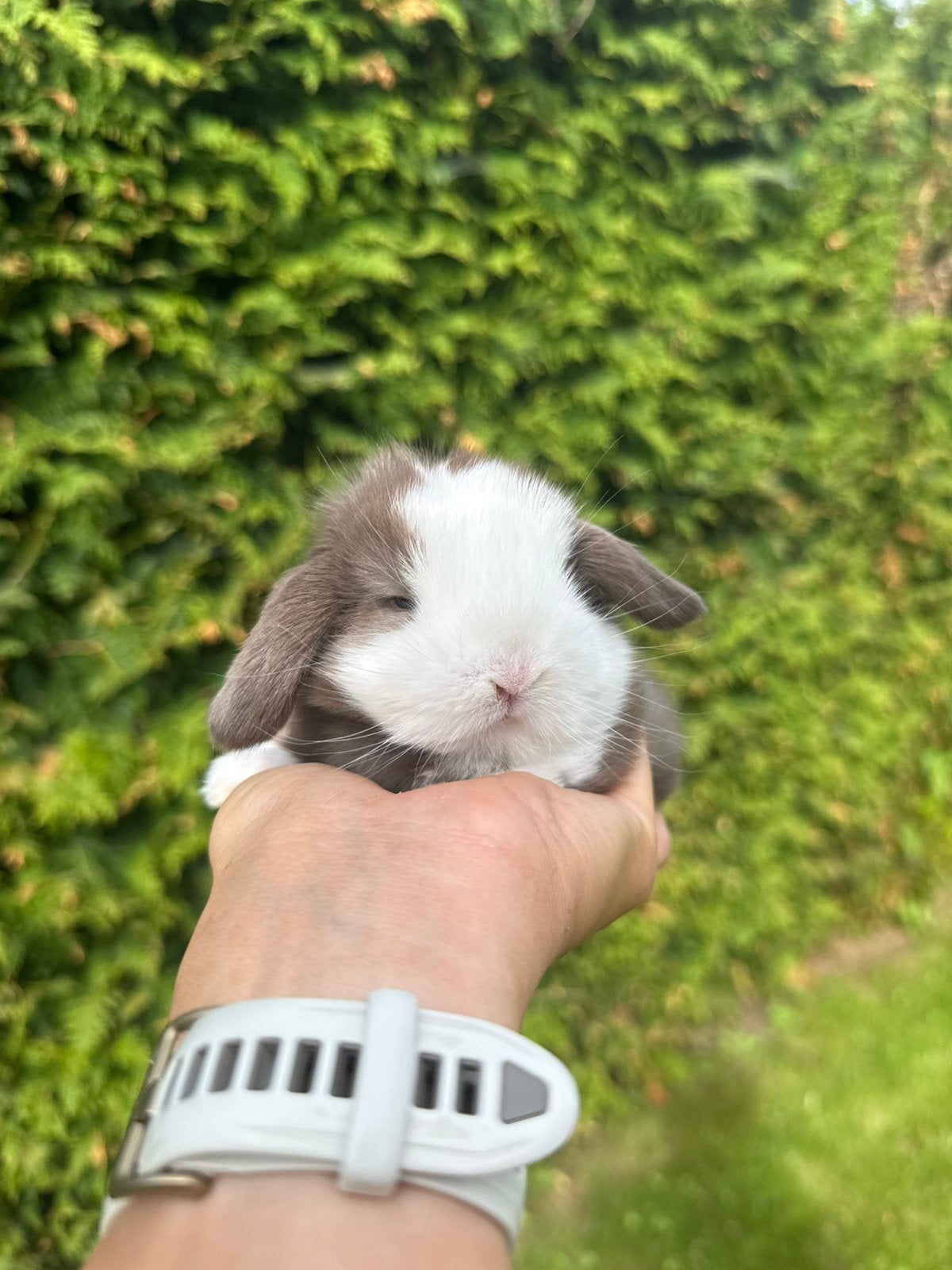Super lieve minilop konijntjes mogen gereserveerd worden, Meerdere dieren, Dwerg