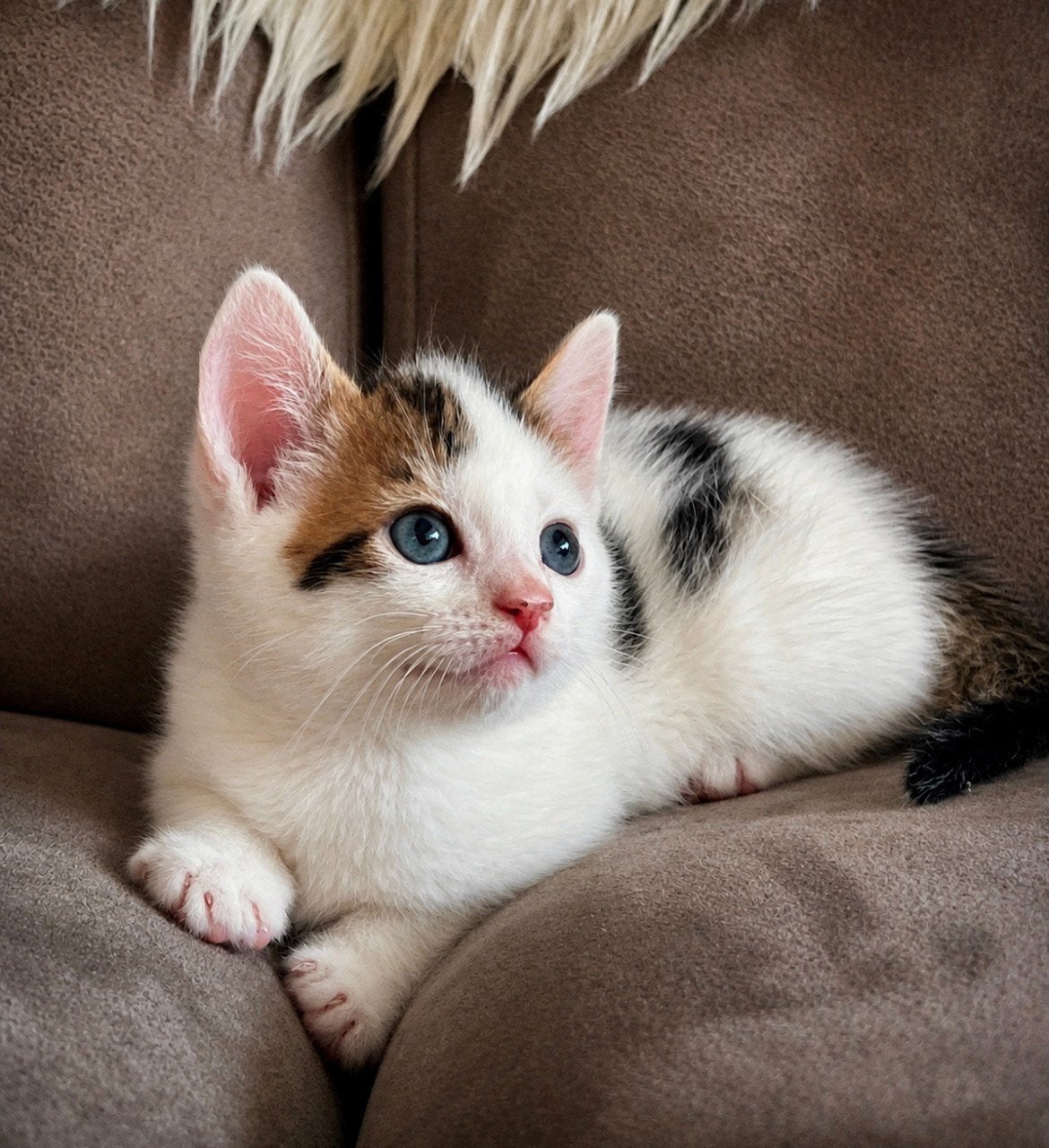 Hele lieve kittens, Meerdere dieren, Kortharig, 0 tot 2 jaar