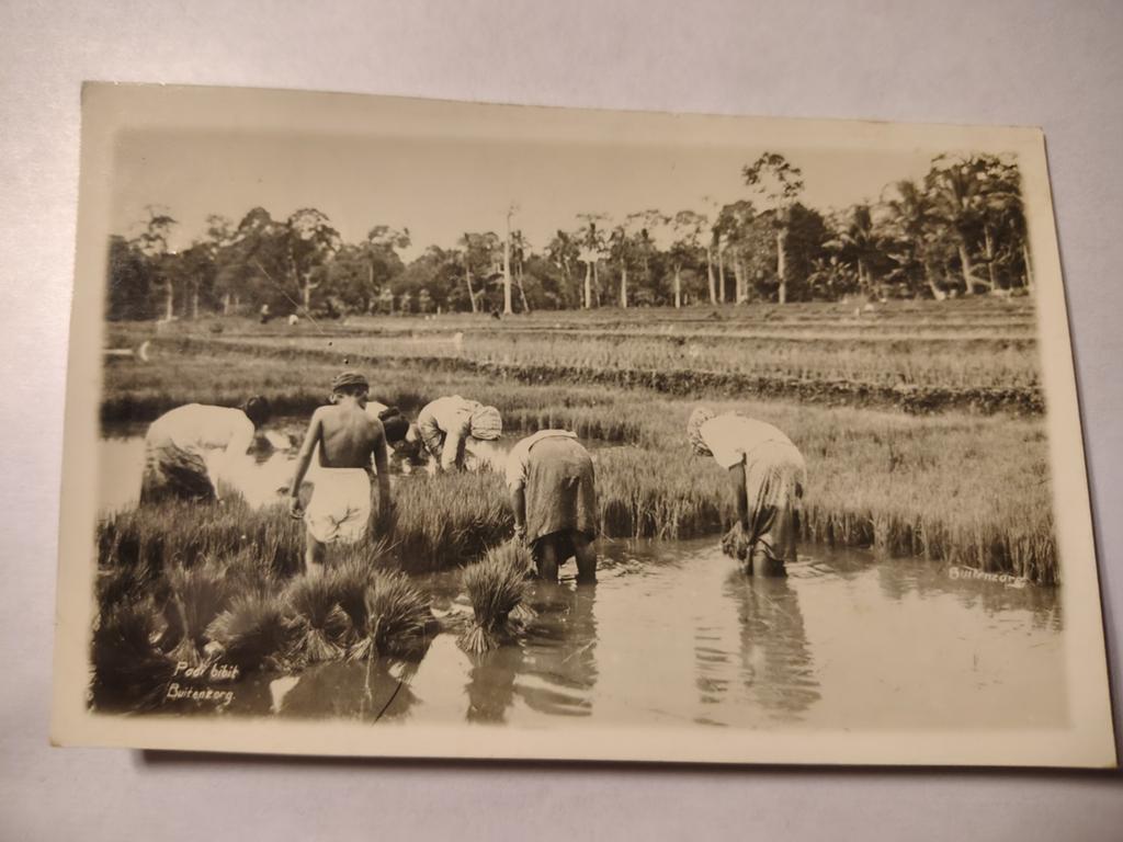 Nederlands-Indië Padi bibit Buitenzorg, Ophalen of Verzenden, Voor 1920, Overijssel