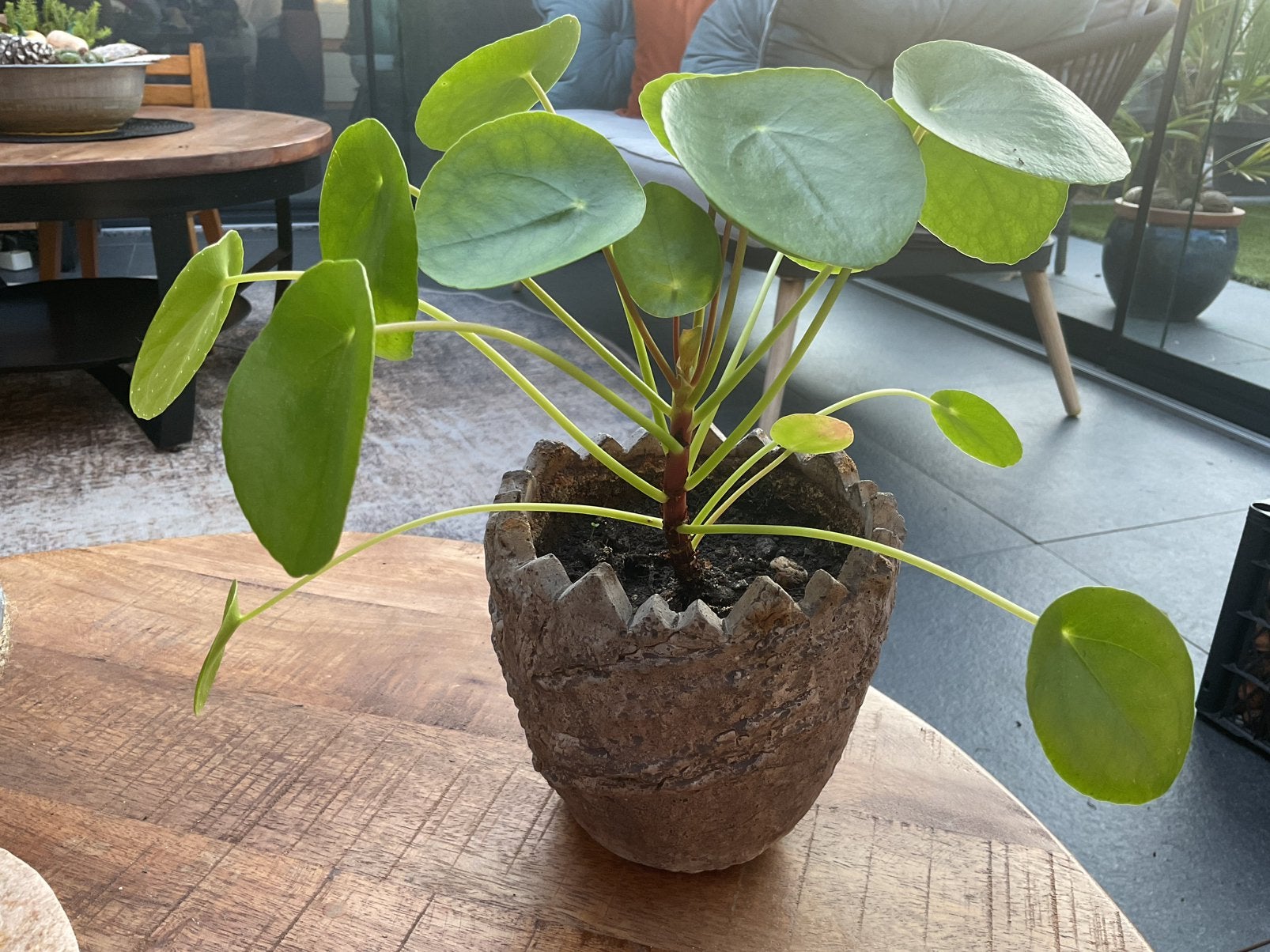 Mooie pannenkoekplant in pot, Huis en Inrichting, Kamerplanten, Ophalen, In pot, Halfschaduw, Minder dan 100 cm