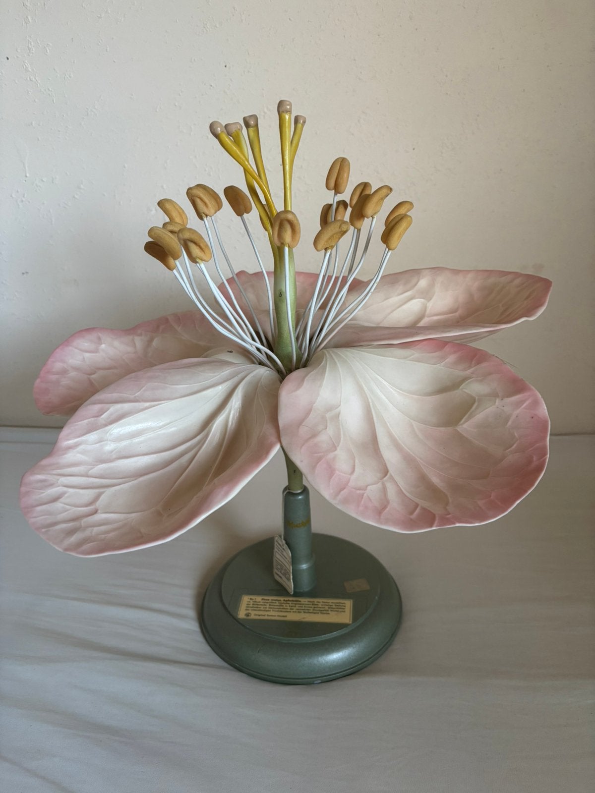 Botanisch model appel bloesem Somso Malus Domestica, Antiek en Kunst, Ophalen of Verzenden