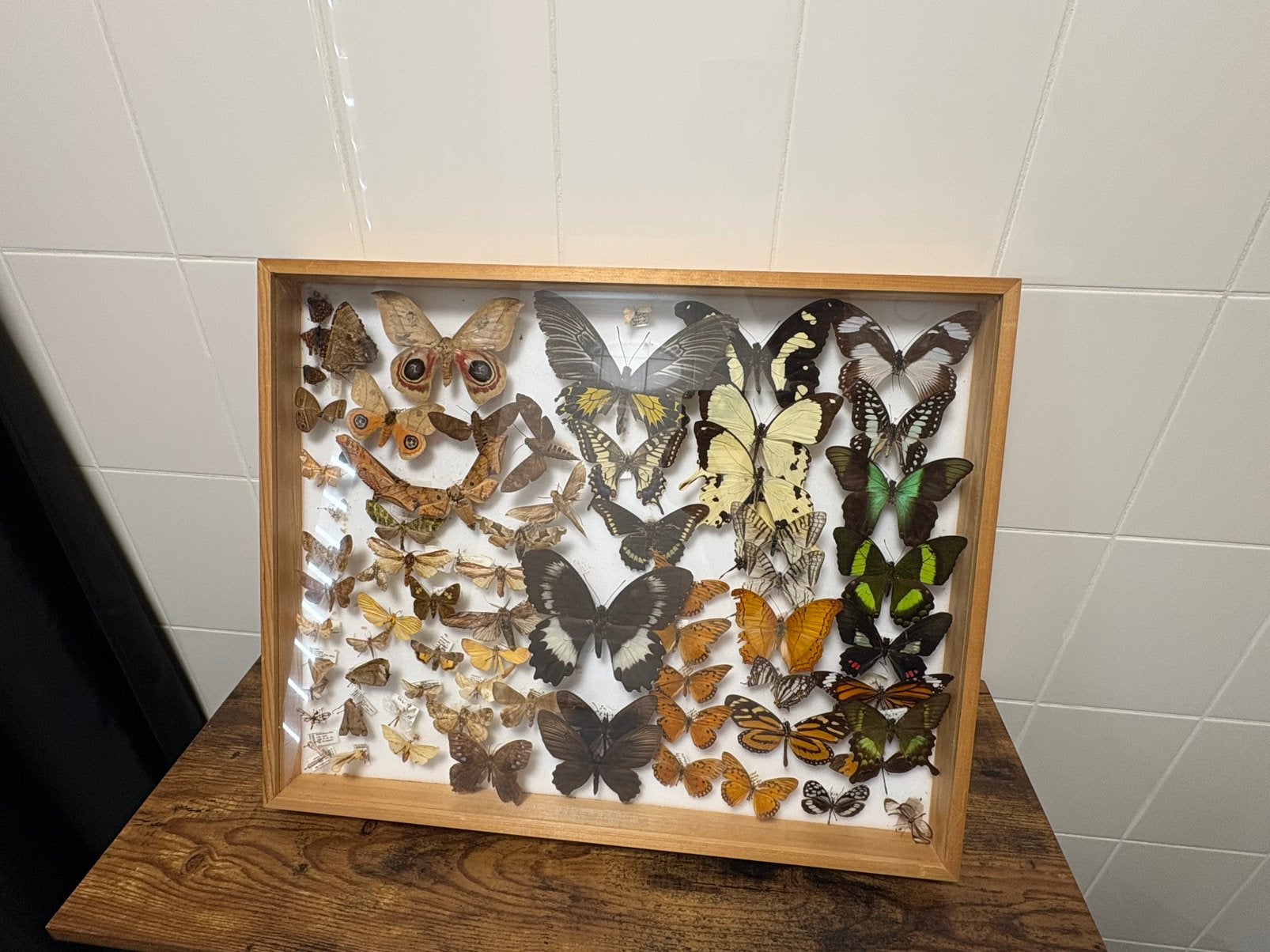 Display bak met vlinders, Ophalen, Gebruikt, Insect, Opgezet dier