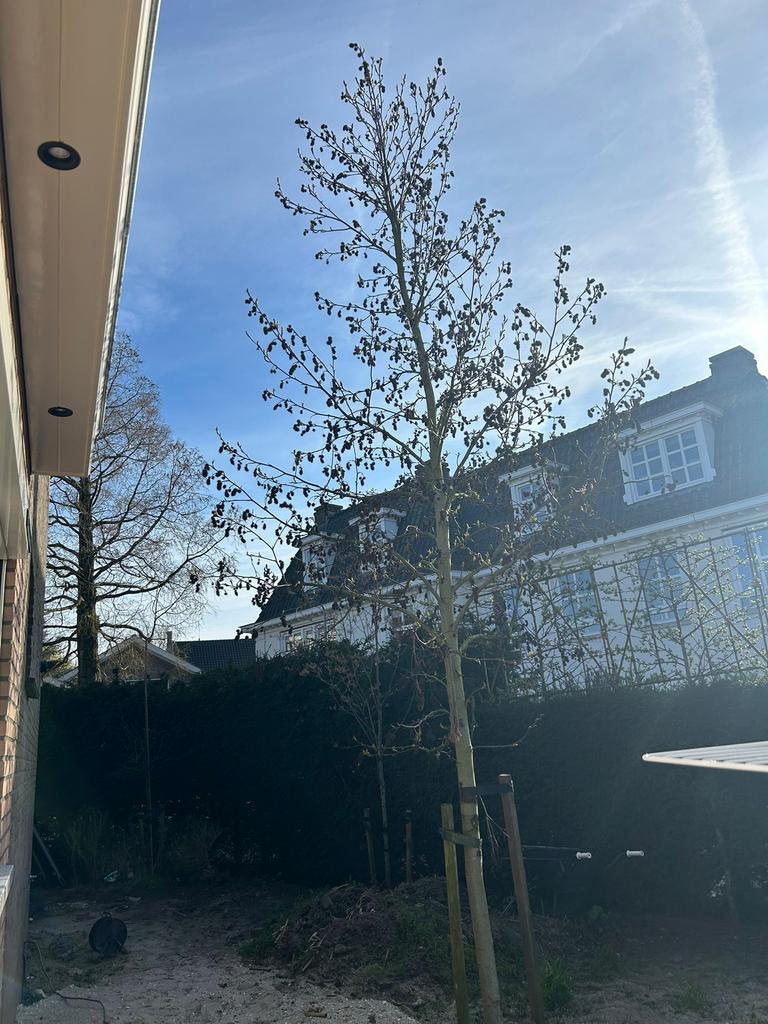 Amberboom 6 meter, Ophalen of Verzenden, Bloeit niet, Volle zon, Overige soorten