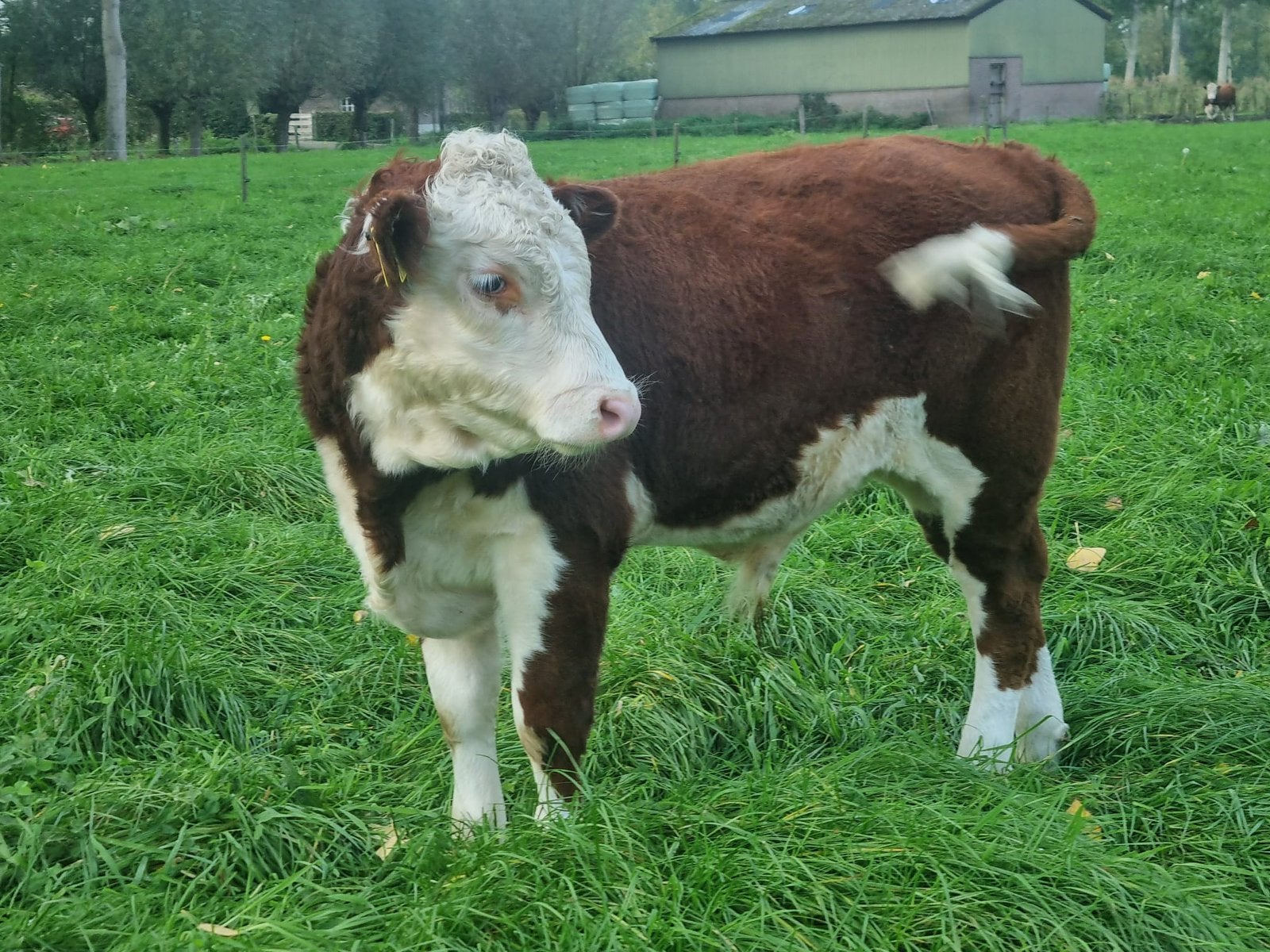 Hereford runderen (gereserveerd), Meerdere dieren, 0 tot 2 jaar