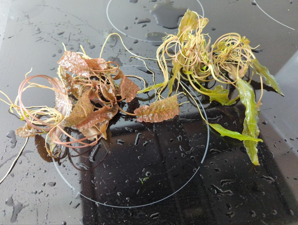 Stekjes van cryptocoryne 2 soorten flamingo en wendtii, Dieren en Toebehoren, Amfibie, 0 tot 2 jaar