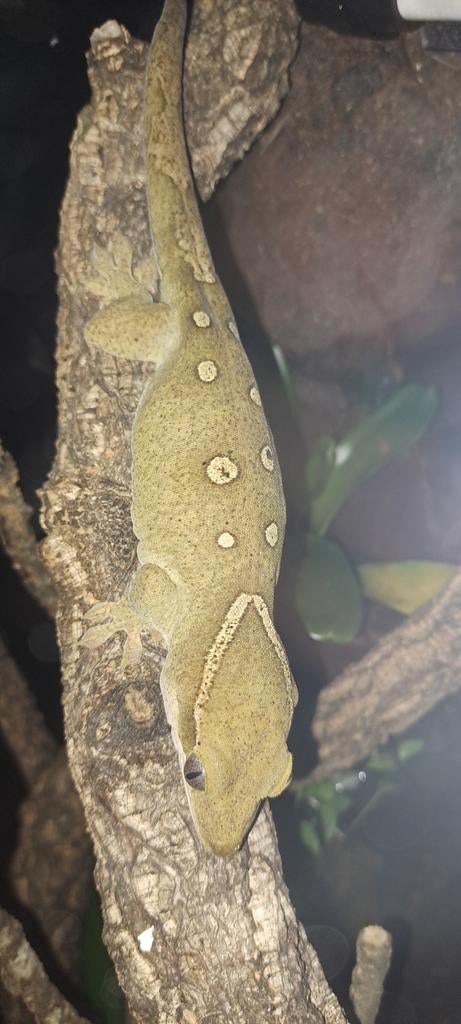 Koppel sarasinorum gekko Leopard Gecko - female for sale from VRV