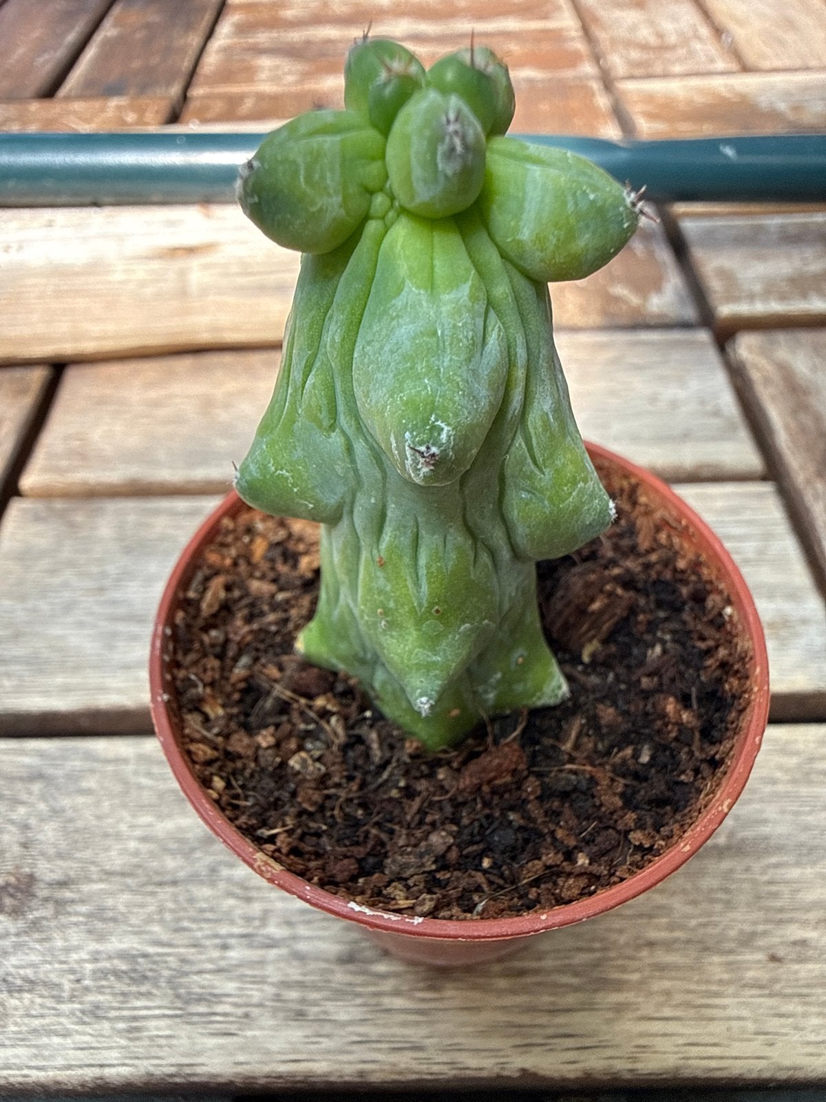 Unieke Myrtillocactus Geometrizans Cristata - Cactussen, Overige soorten, Volle zon, Vaste plant, Ophalen of Verzenden