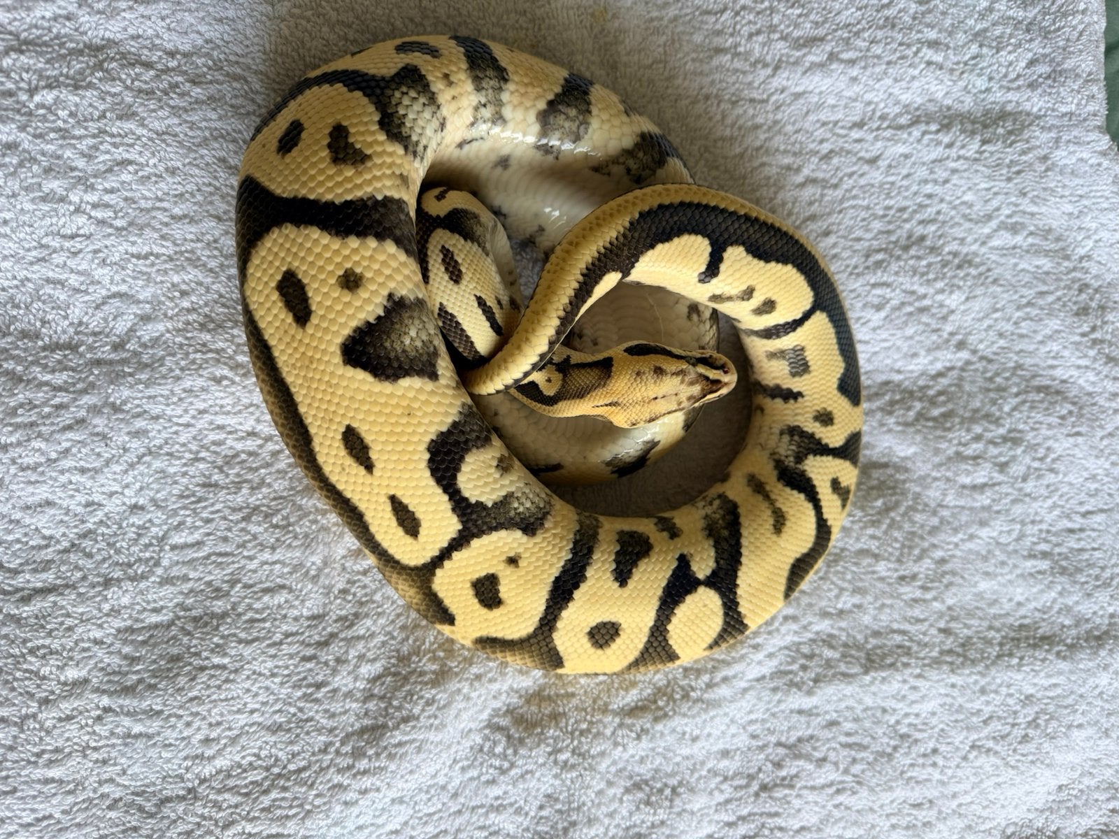 Mooie koningspython 1.0 Ball Python photo 2