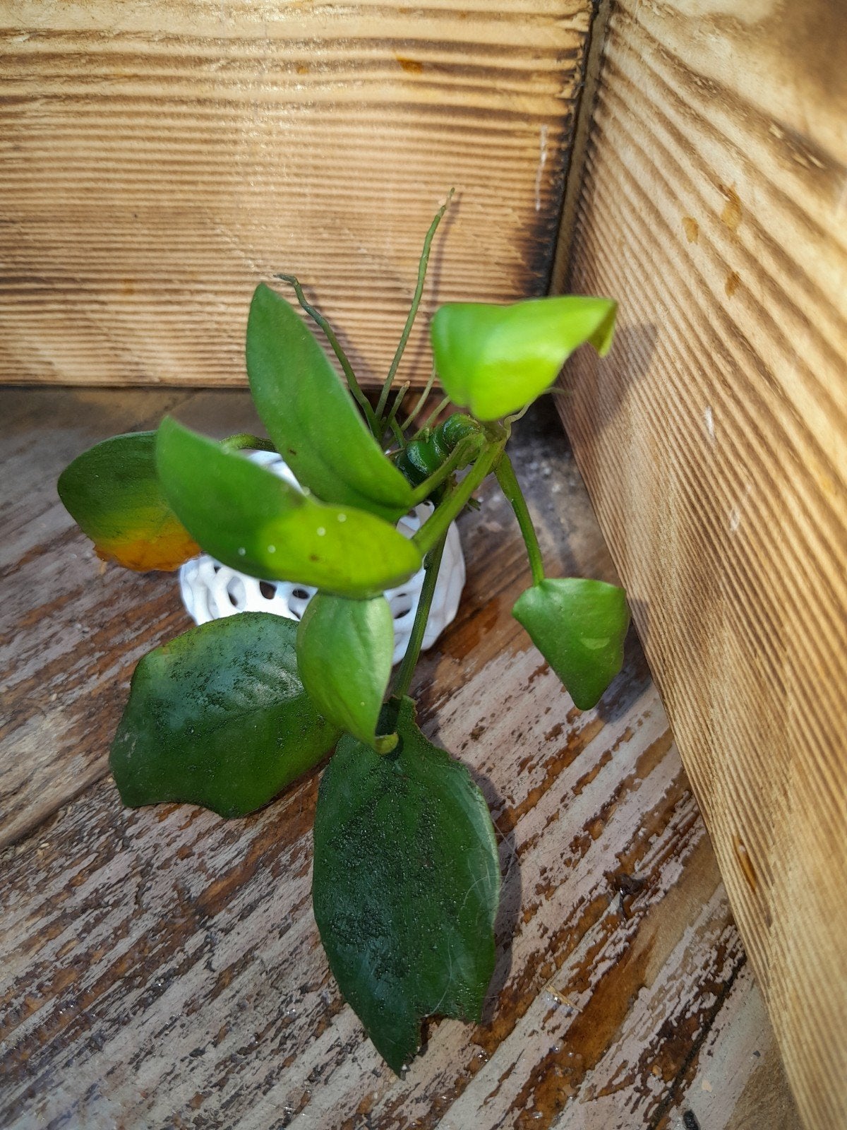 aquarium ornament met anubia, Dieren en Toebehoren, Ophalen
