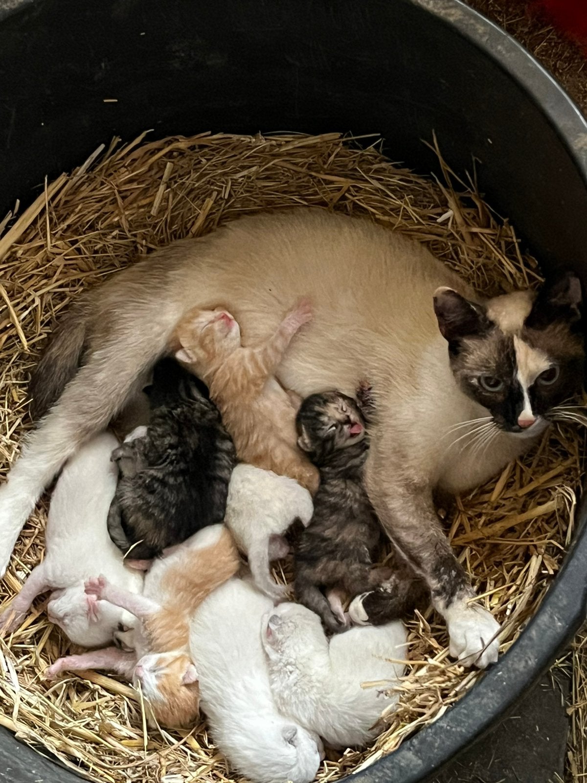Kittens te koop, Meerdere dieren, Kortharig, 0 tot 2 jaar