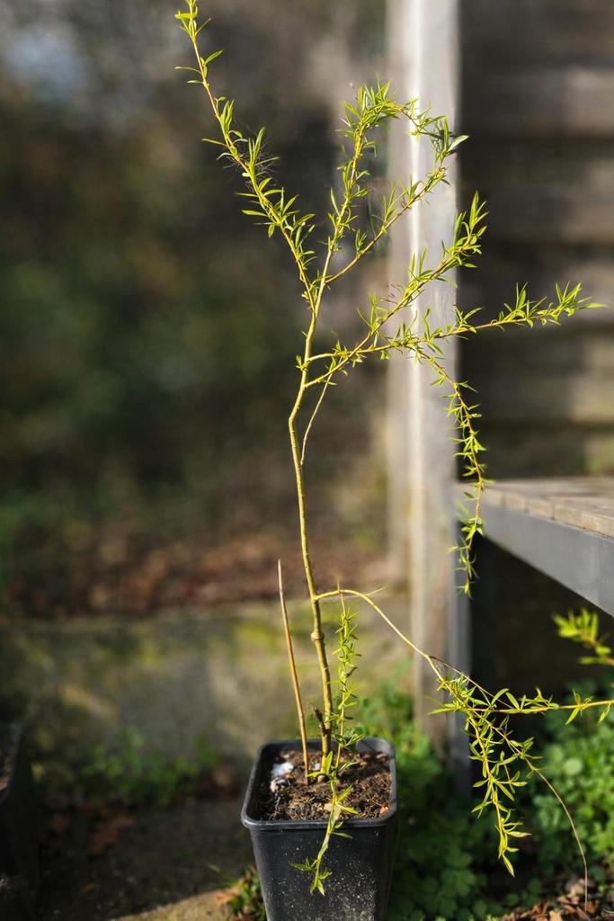 Treurwilg, Tuin en Terras, Planten | Bomen, Treurboom, Lente, 100 tot 250 cm, Ophalen