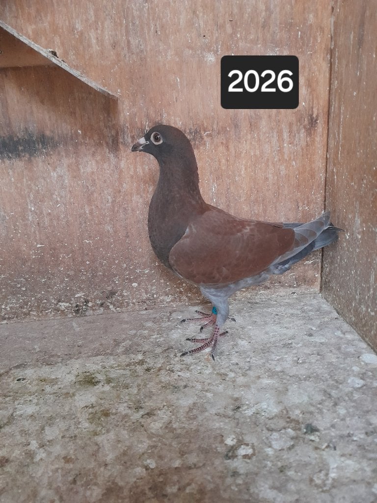 Kleurpostduiven, Dieren en Toebehoren, Vogels | Duiven, Meerdere dieren, Postduif