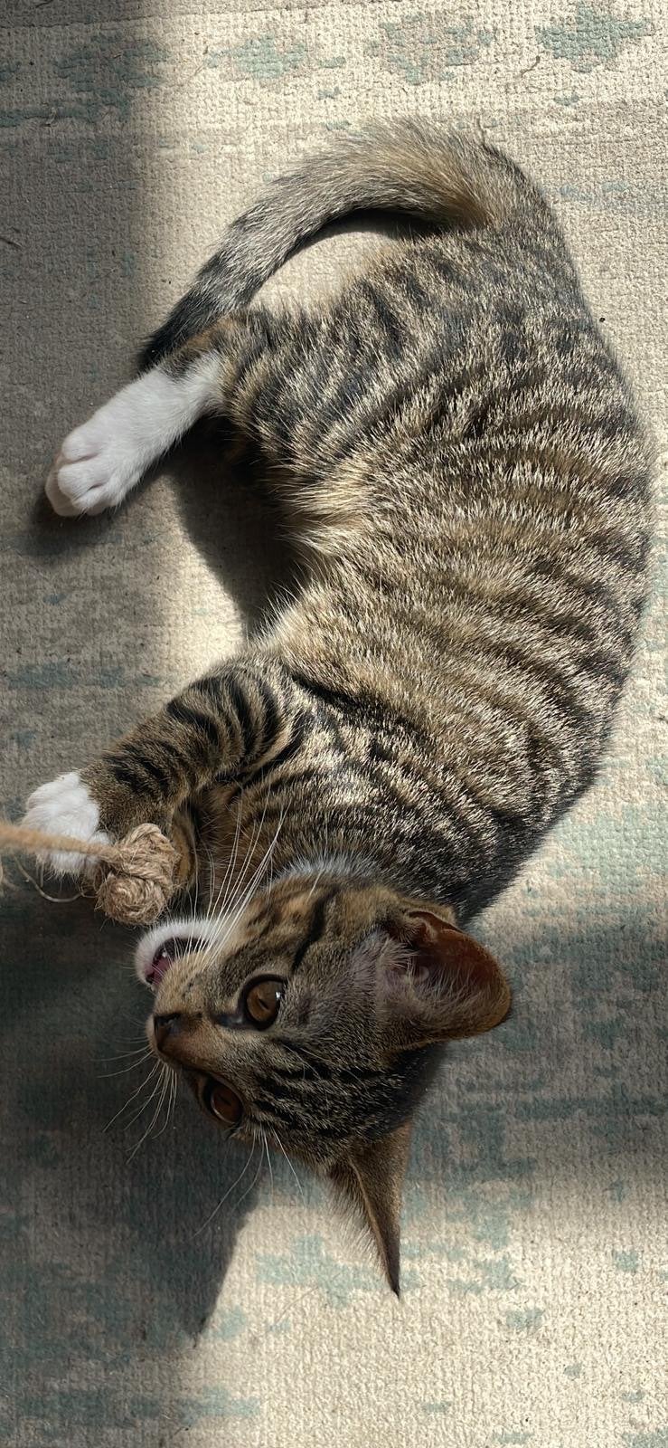 Kitten van inmiddels al 4.5 maand oud, Dieren en Toebehoren, Katten en Kittens | Overige Katten, Poes
