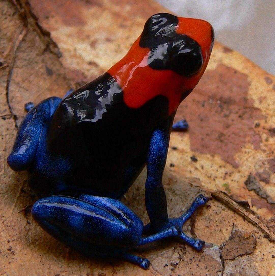 Ranitomeya benedicta 'Pampa Hermosa'