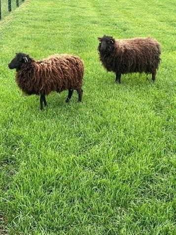 Wol, Dieren en Toebehoren, Schapen, Geiten en Varkens, Meerdere dieren, Schaap