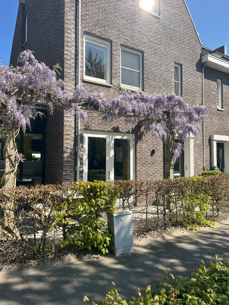 Blauwe regen, Witte regen, Roze regen, Wisteria 175 cm hoog, Ophalen, Vaste plant, Halfschaduw, Klimplanten