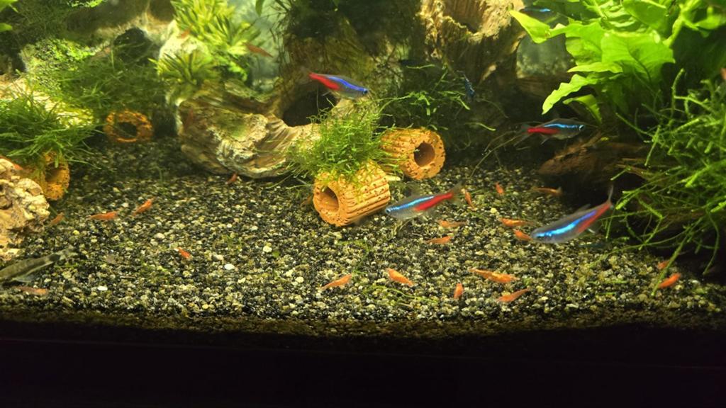 Red Cherry garnaaltjes., Dieren en Toebehoren, Vissen | Aquariumvissen, Kreeft, Krab of Garnaal