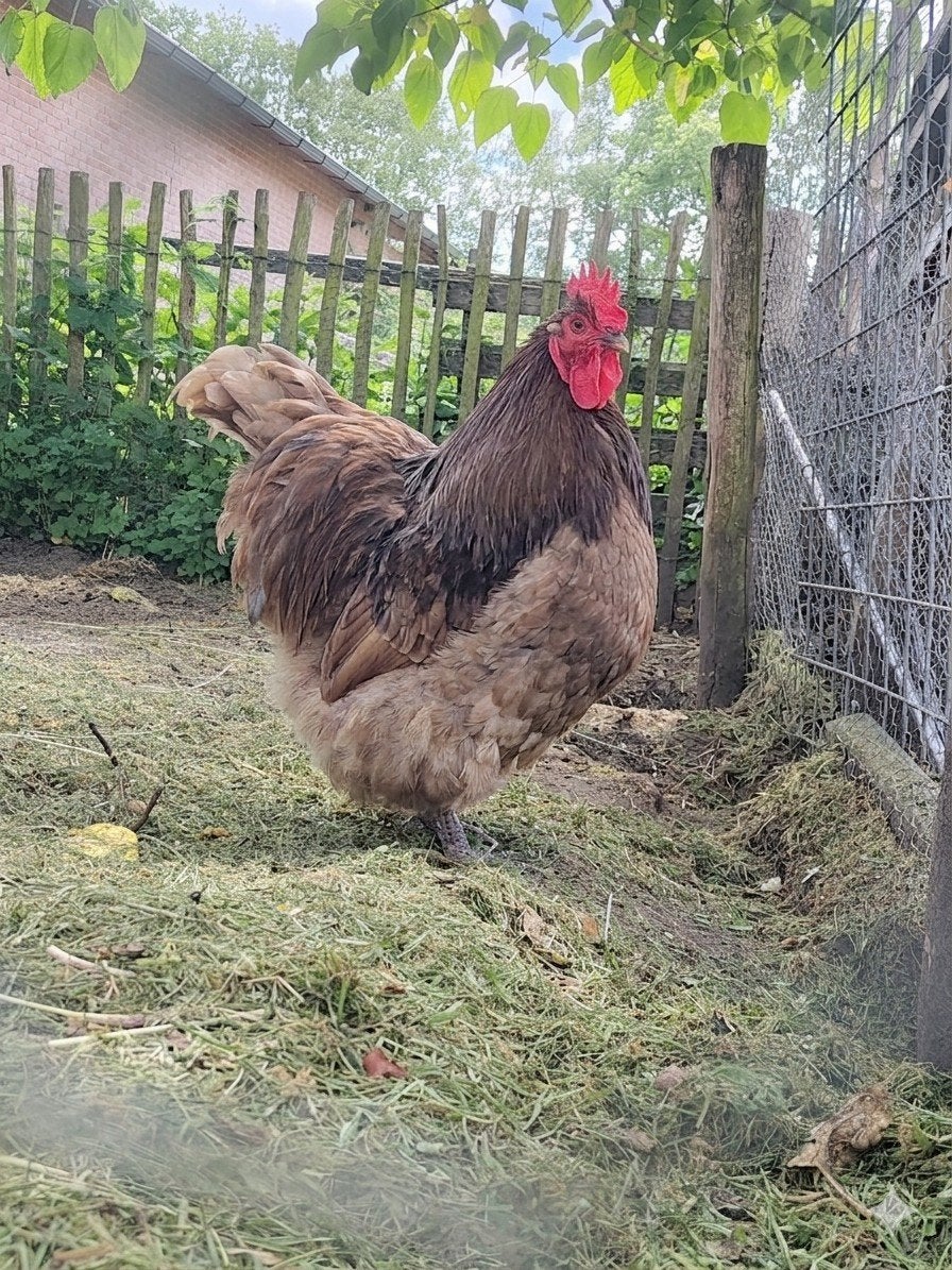 Mooie grote chocolate orpington haan, Dieren en Toebehoren, Mannelijk, Kip