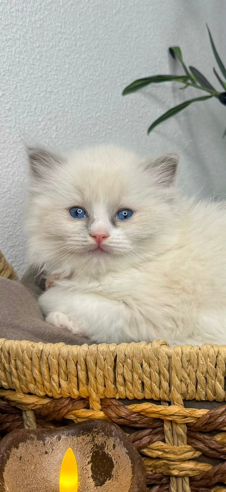 Prachtige Ragdoll kittens met stamboom, Meerdere dieren, Met stamboom, 0 tot 2 jaar