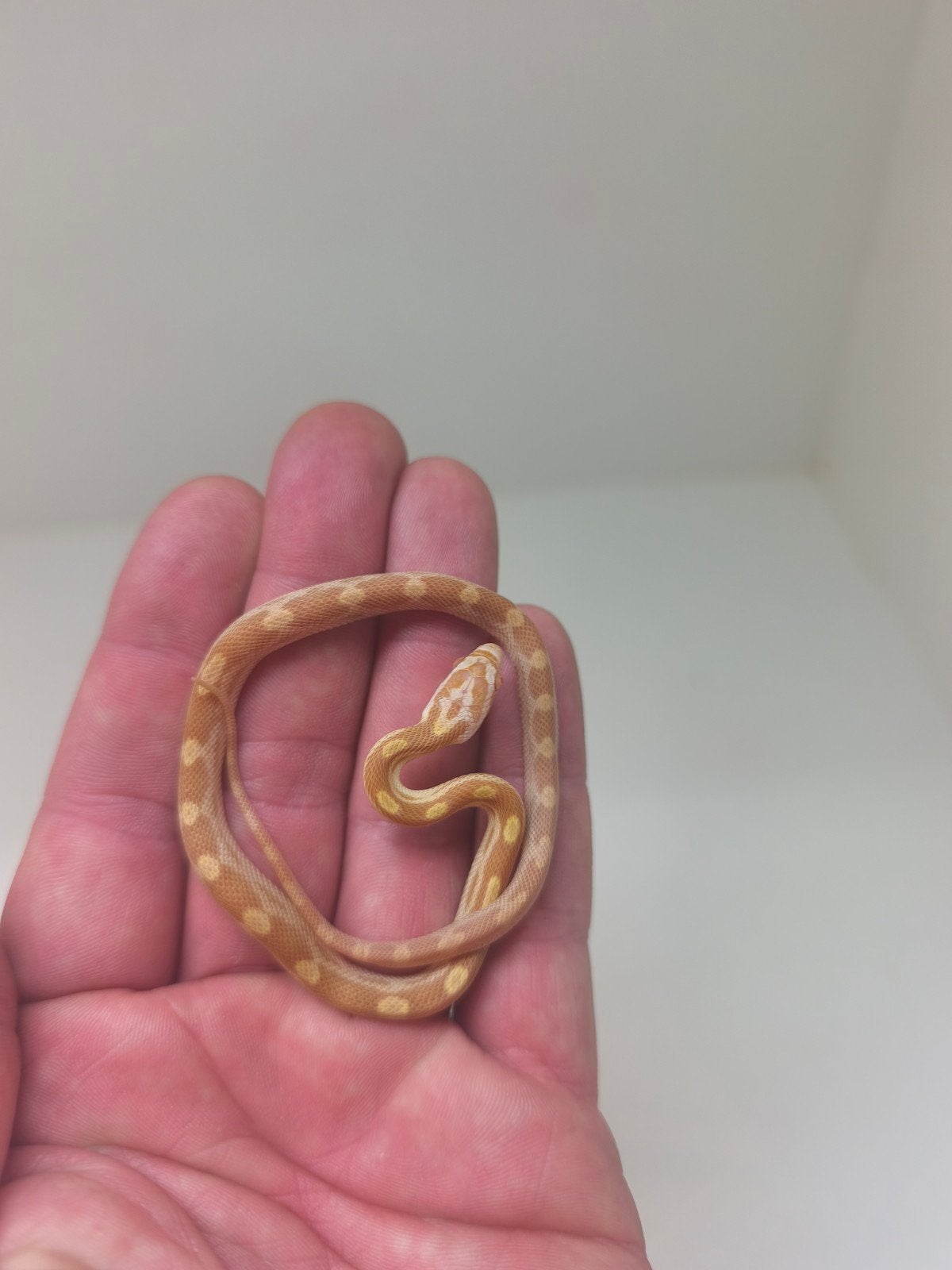 Jonge korenslangen te koop – diverse kleuren/patronen – eten Corn Snake photo 14