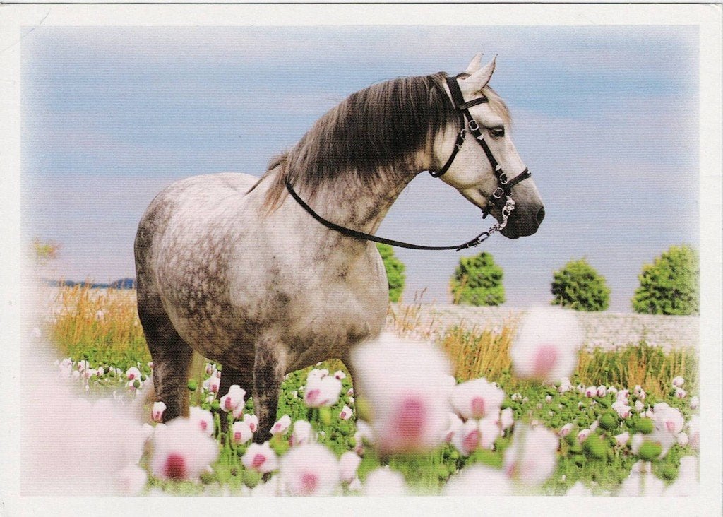 Wit paard kijkt opzij 547, Verzamelen, Ophalen of Verzenden, 1980 tot heden, Ongelopen, Paard