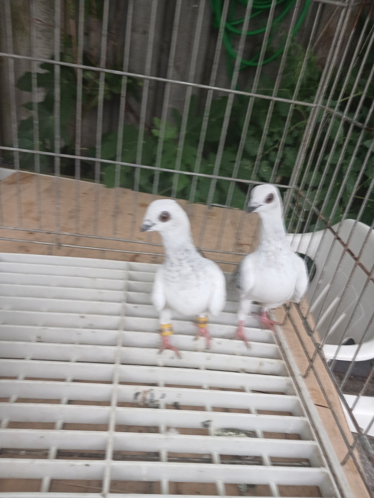 koppel uit 2026, Dieren en Toebehoren, Pluimvee, Meerdere dieren, Eend