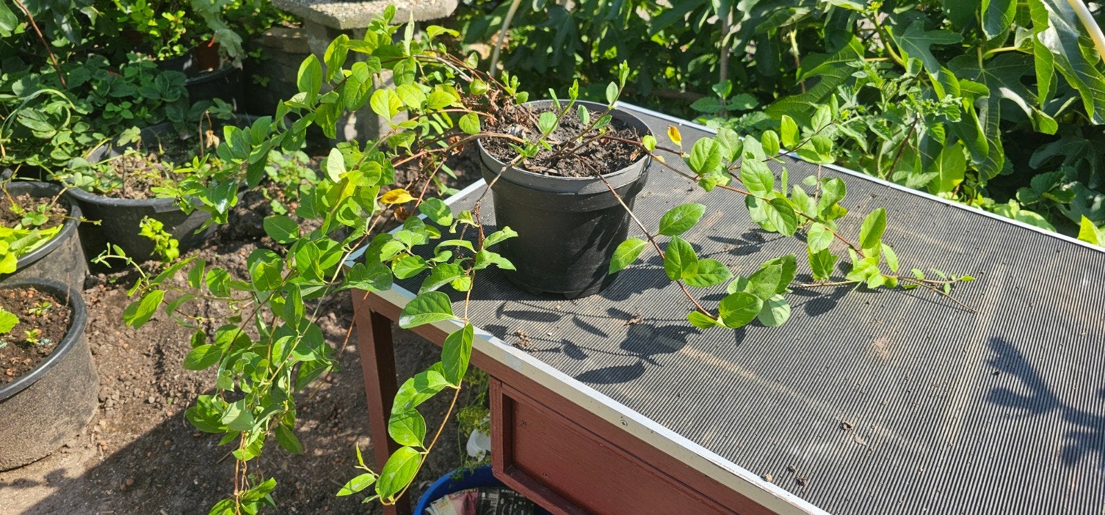 Kamperfoelie gele/wit en geurend, Tuin en Terras, Volle zon, Vaste plant, Ophalen of Verzenden, Klimplanten
