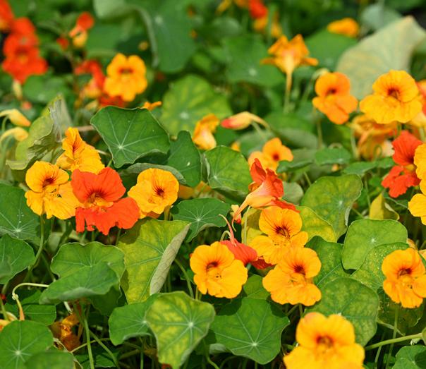 Biologische zaden van Oost Indische Kers, Verzenden, Voorjaar, Halfschaduw, Zaad