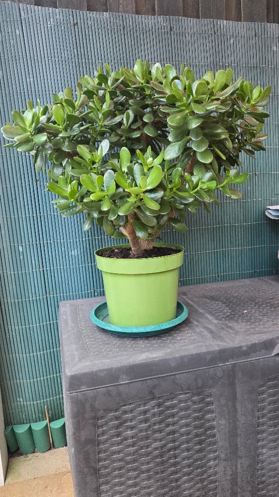 Crassula Ovata, Ophalen, Vetplant, Halfschaduw, In pot