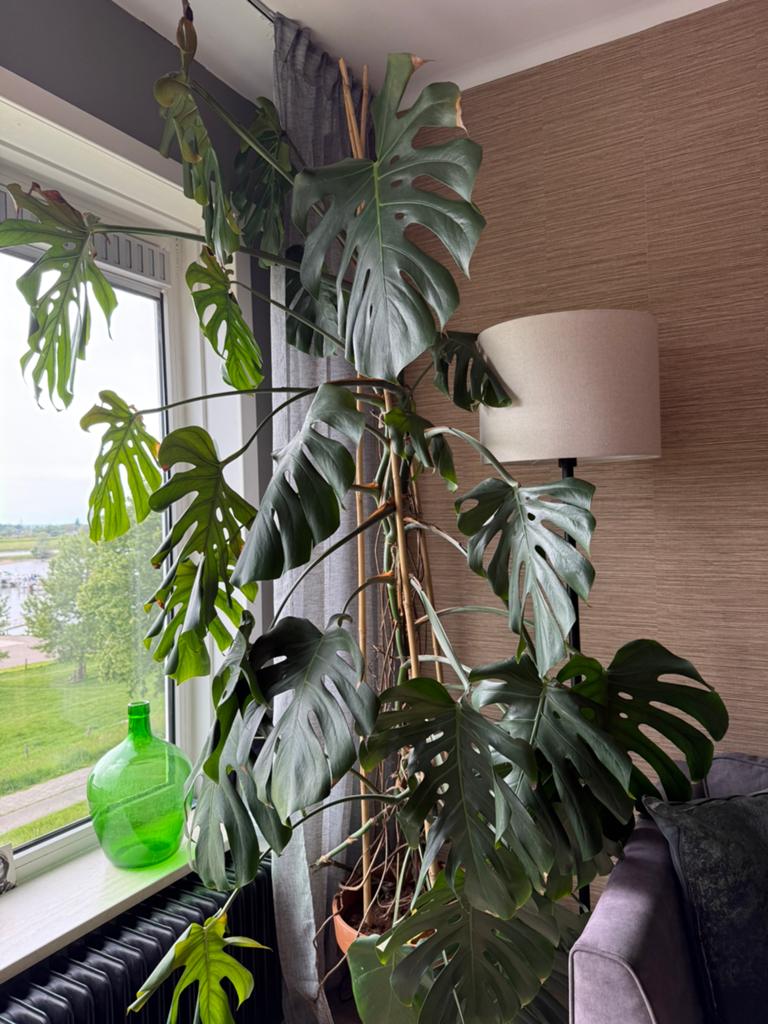 Grote Monstera deliciosa, Huis en Inrichting, Kamerplanten, Ophalen, 200 cm of meer, Overige soorten, Halfschaduw