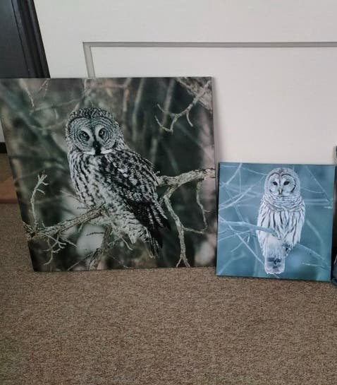 Diverse schilderijen o.a: wolf,leeuw,uil en meer, Huis en Inrichting, Ophalen of Verzenden, Zo goed als nieuw, Schilderij