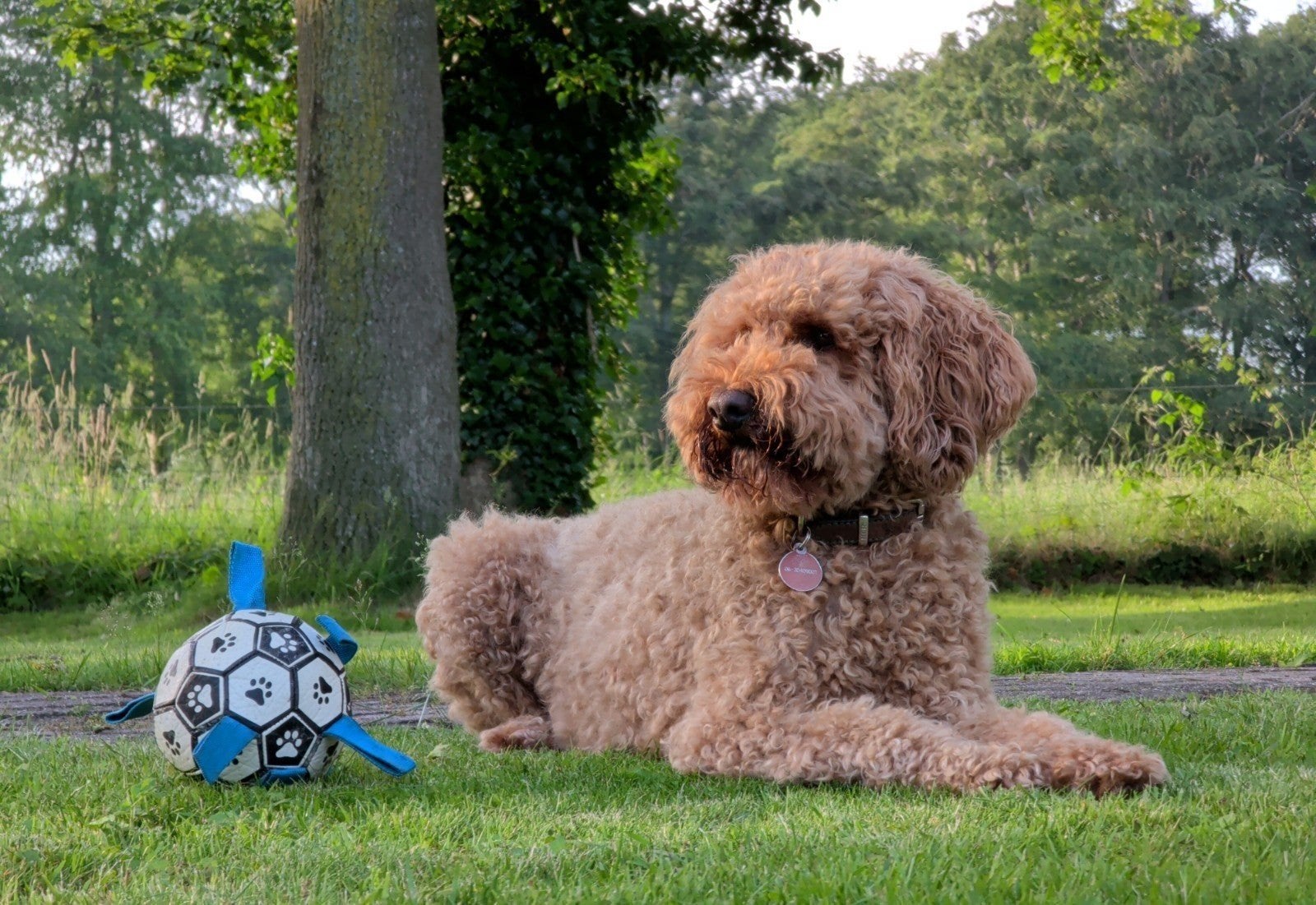 Honden oppas gevraagd, Ophalen of Verzenden